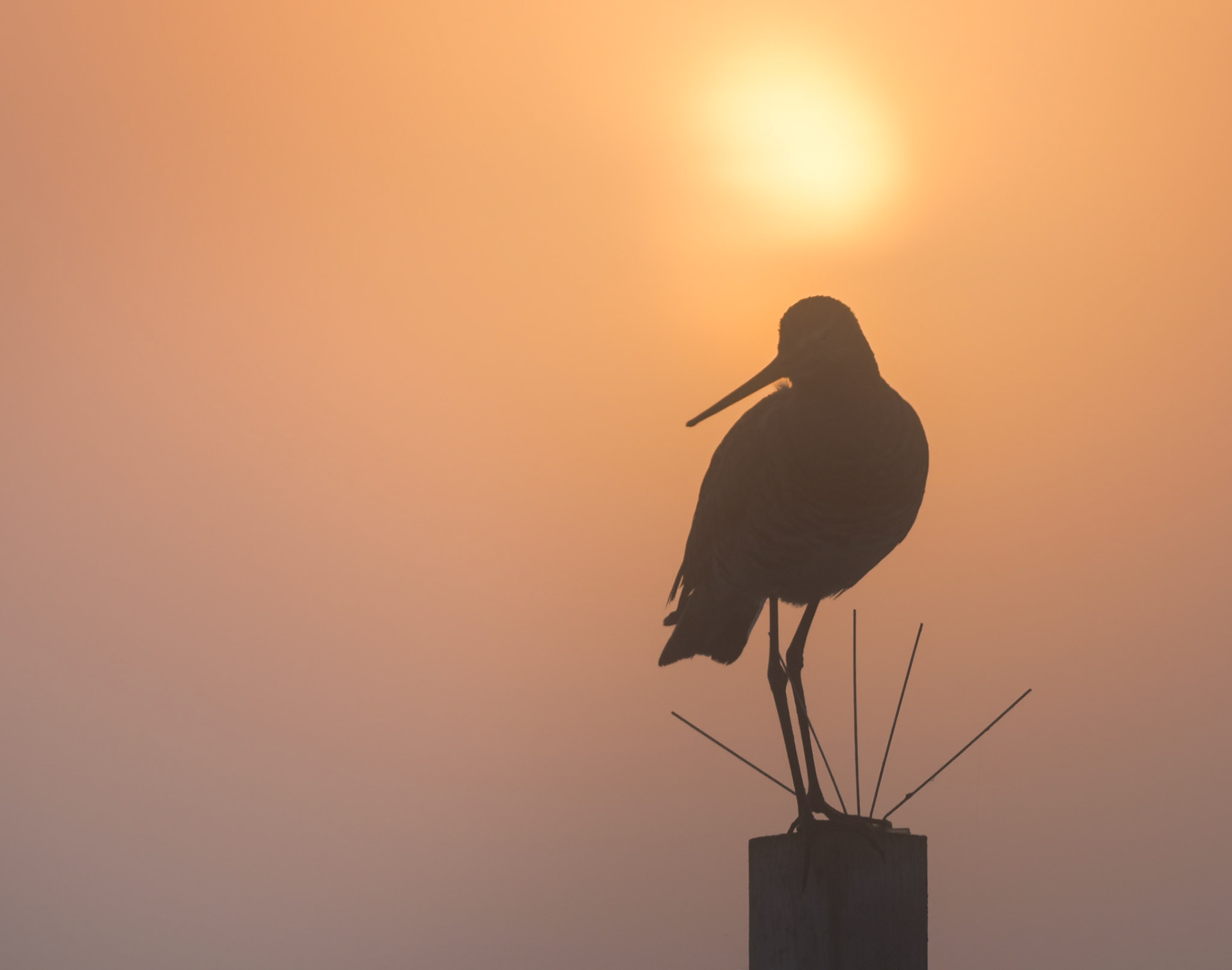 Uferschnepfe - Limosa Limosa