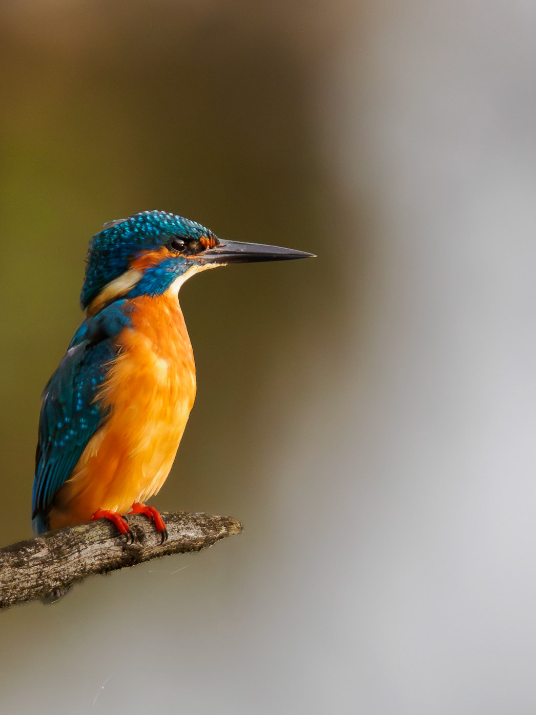 Eisvogel