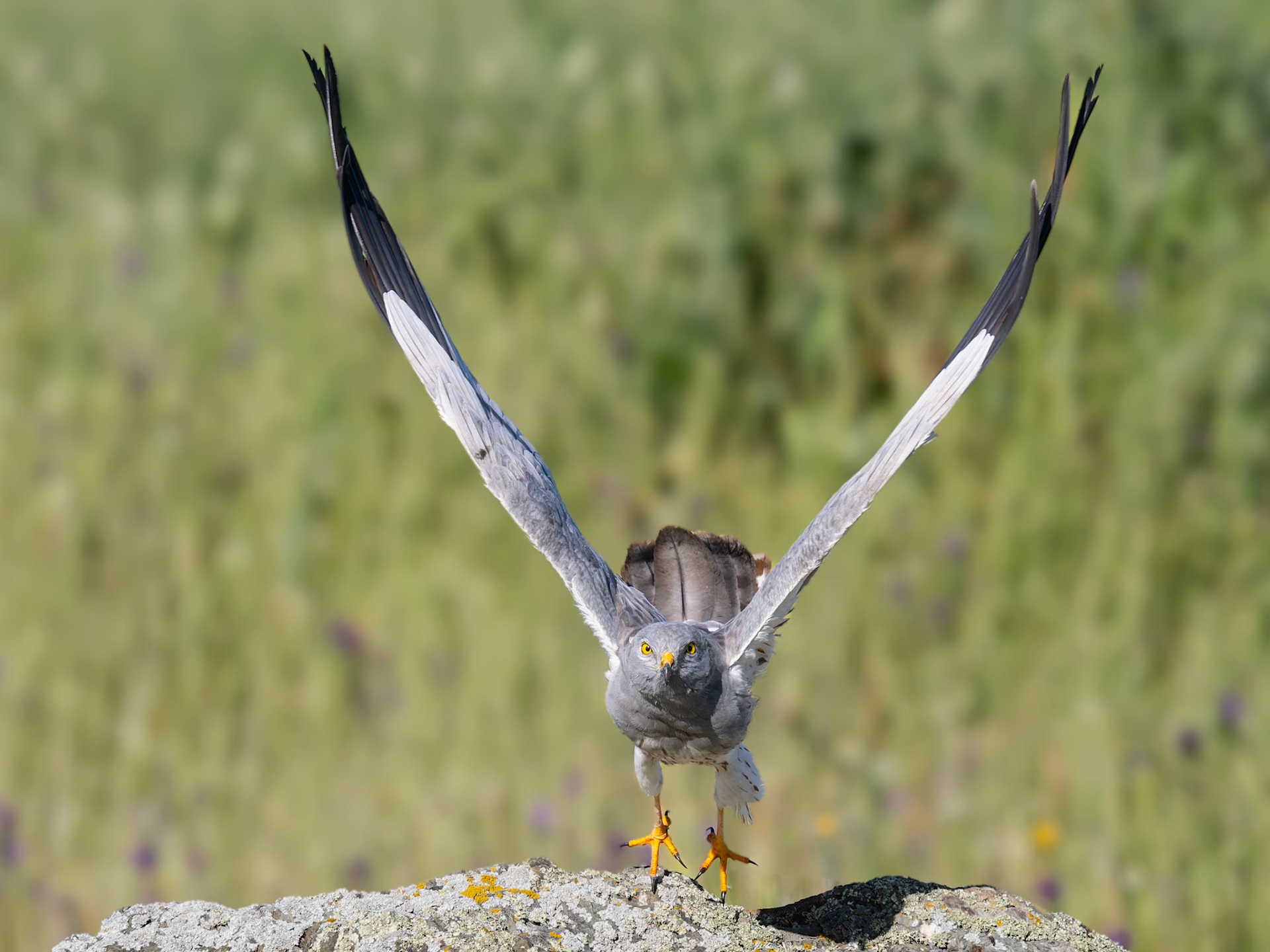 abfliegende Wiesenweihe