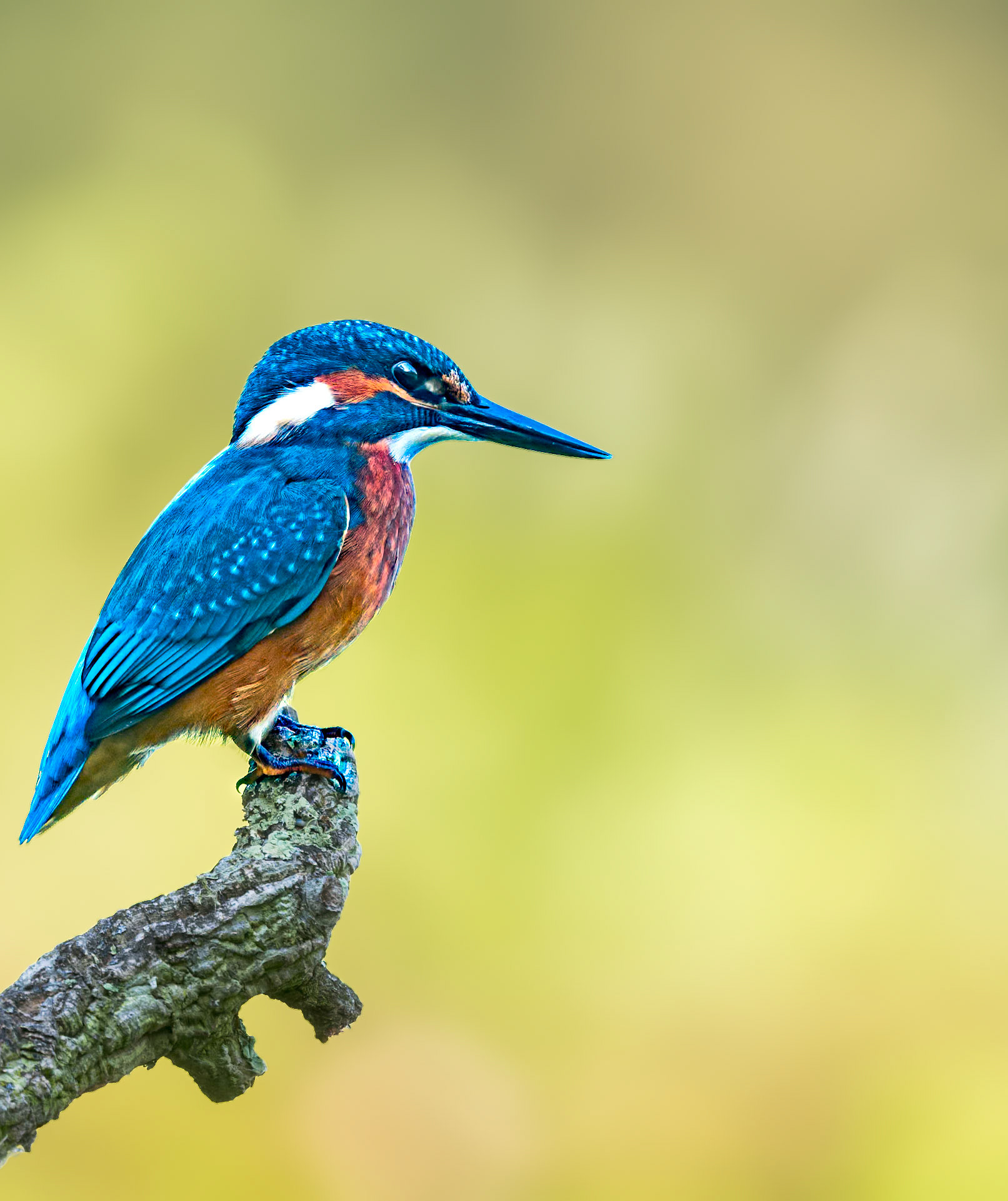 Eisvogel