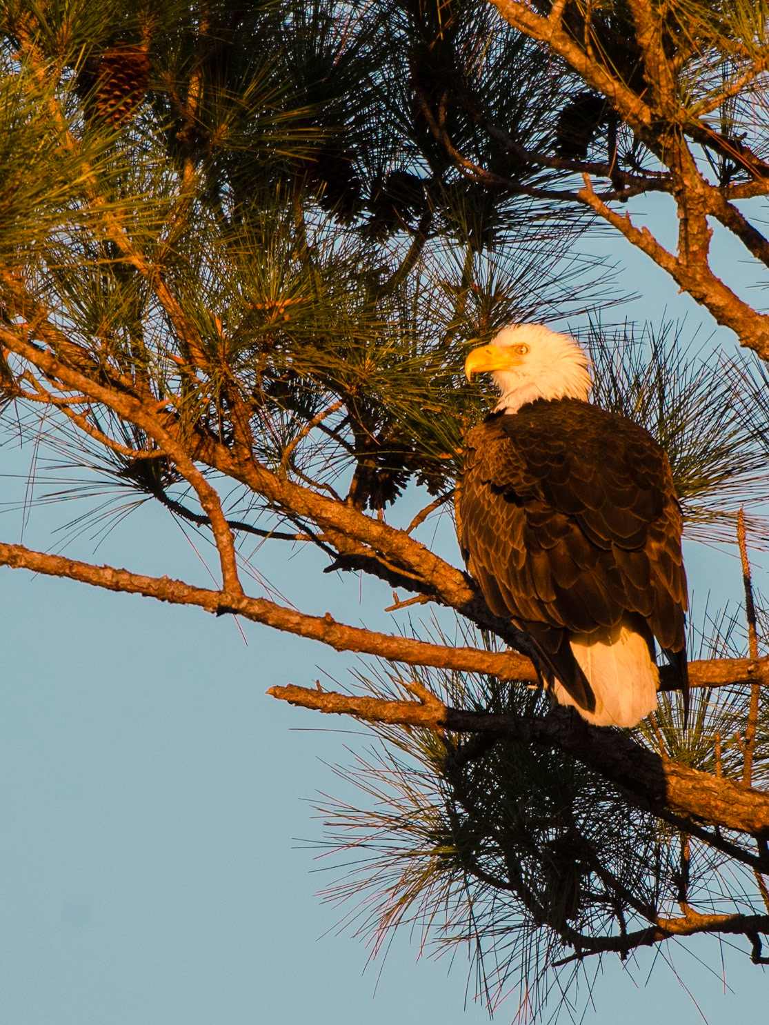Weißkopfseeadler im warmen Abendlicht