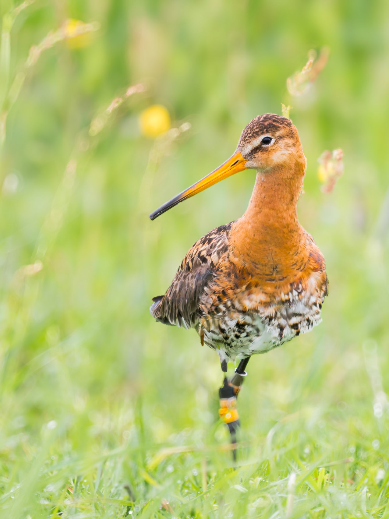 Uferschnepfe in der Wiese