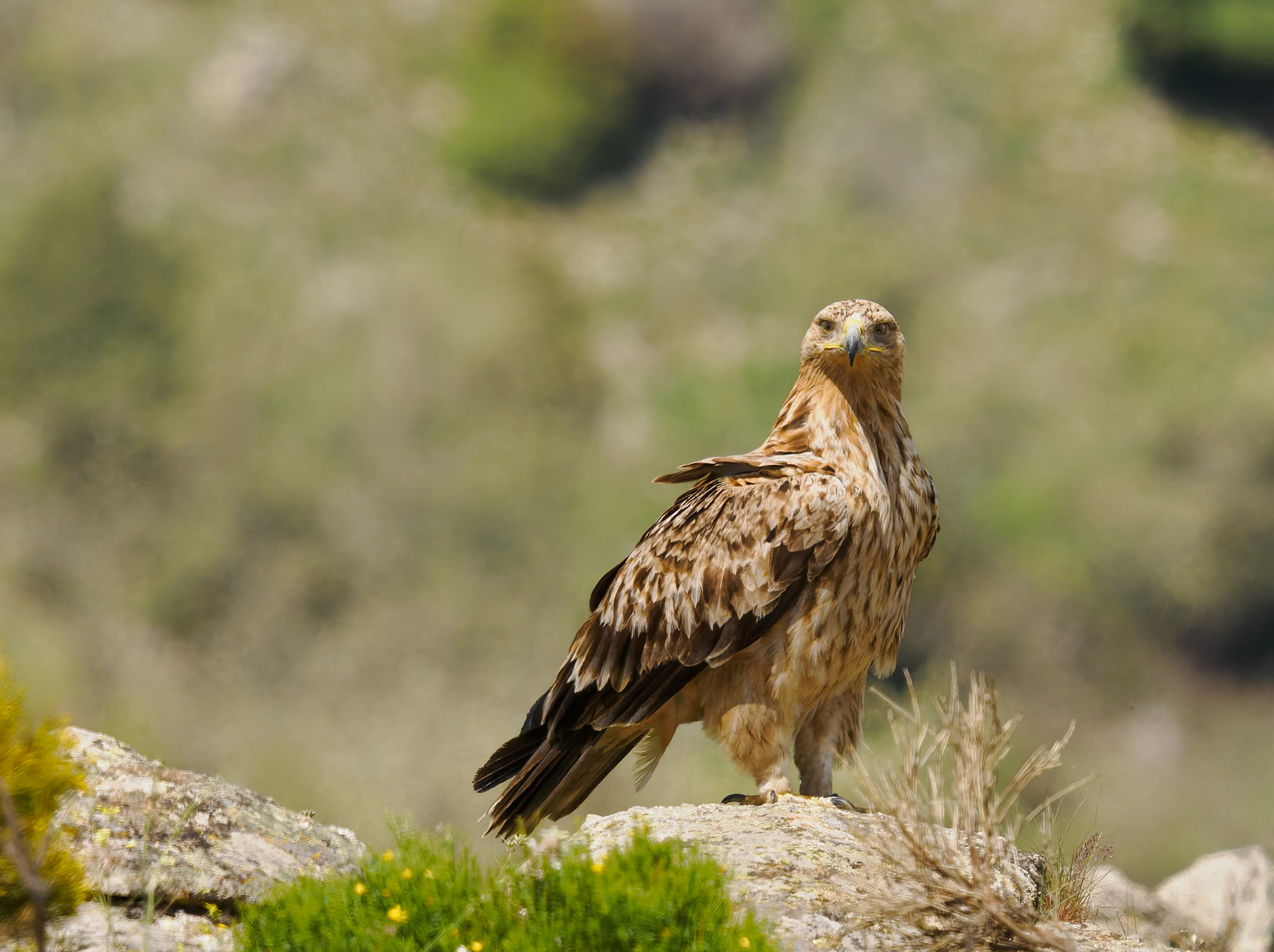 spanischer Kaiseradler
