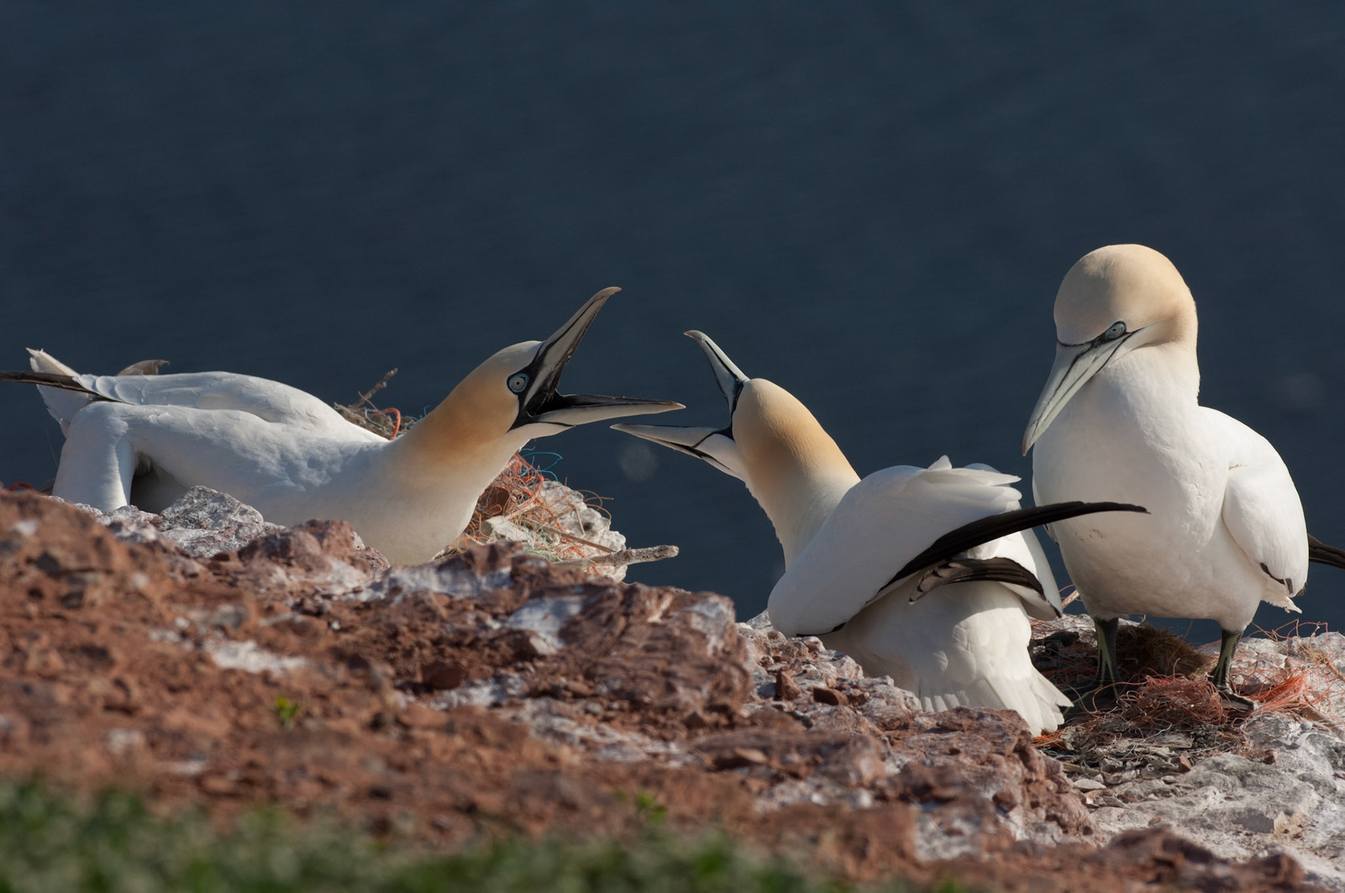Nachbarschaftsstreit bei den Basstölpeln