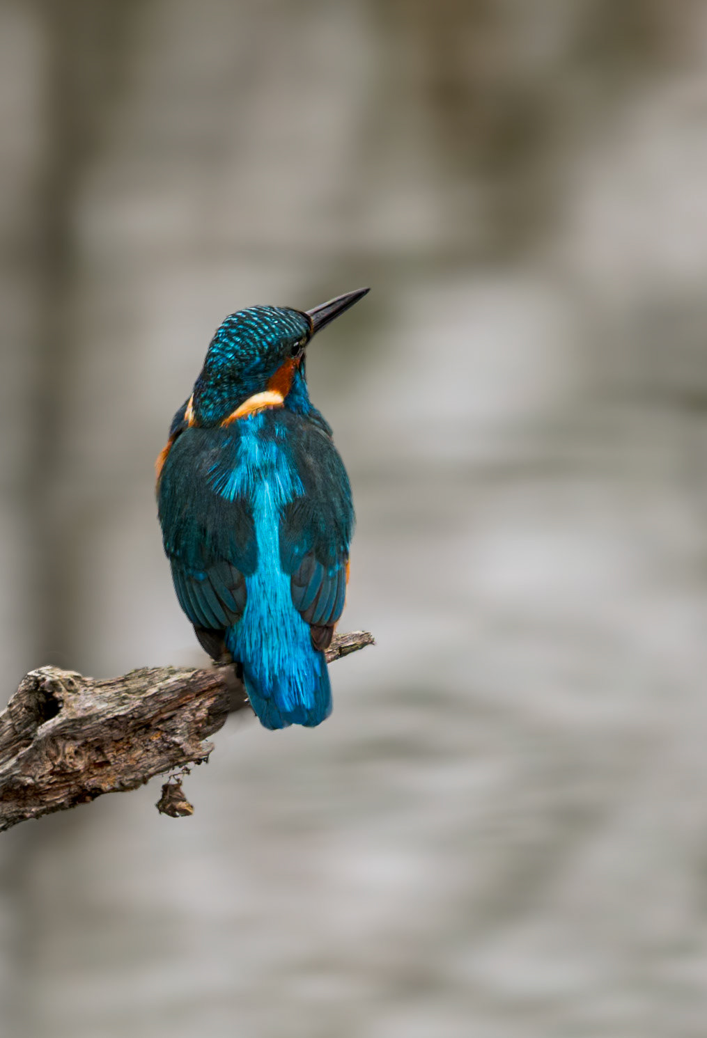 schöner Eisvogelrücken