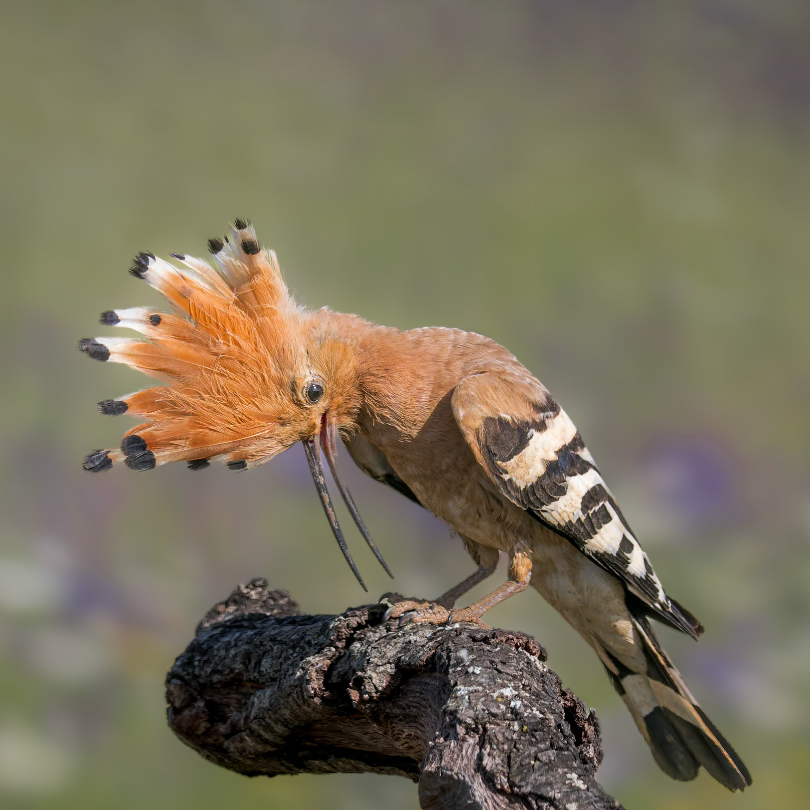 Wiedehopf beim Putzen