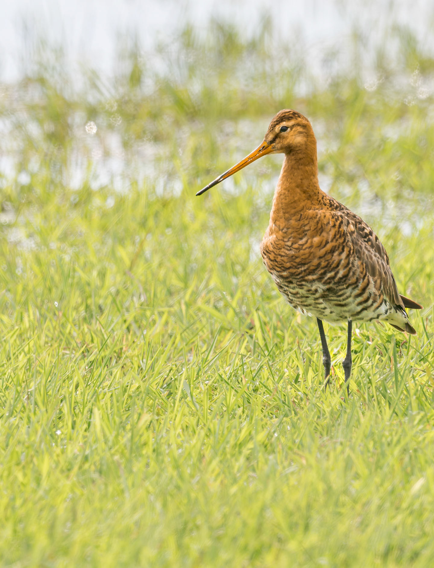 Uferschnepfe auf Wiese