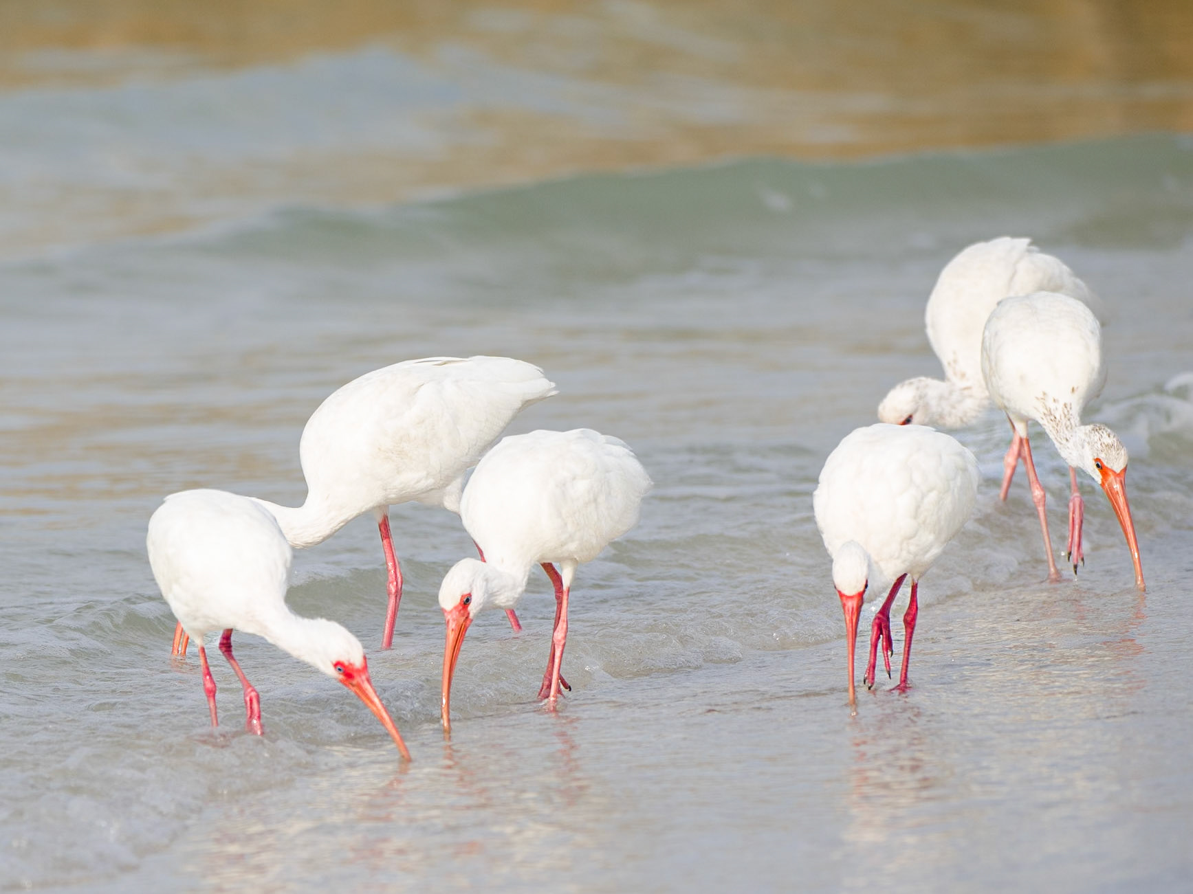 Gruppe Schneesichler iam meer