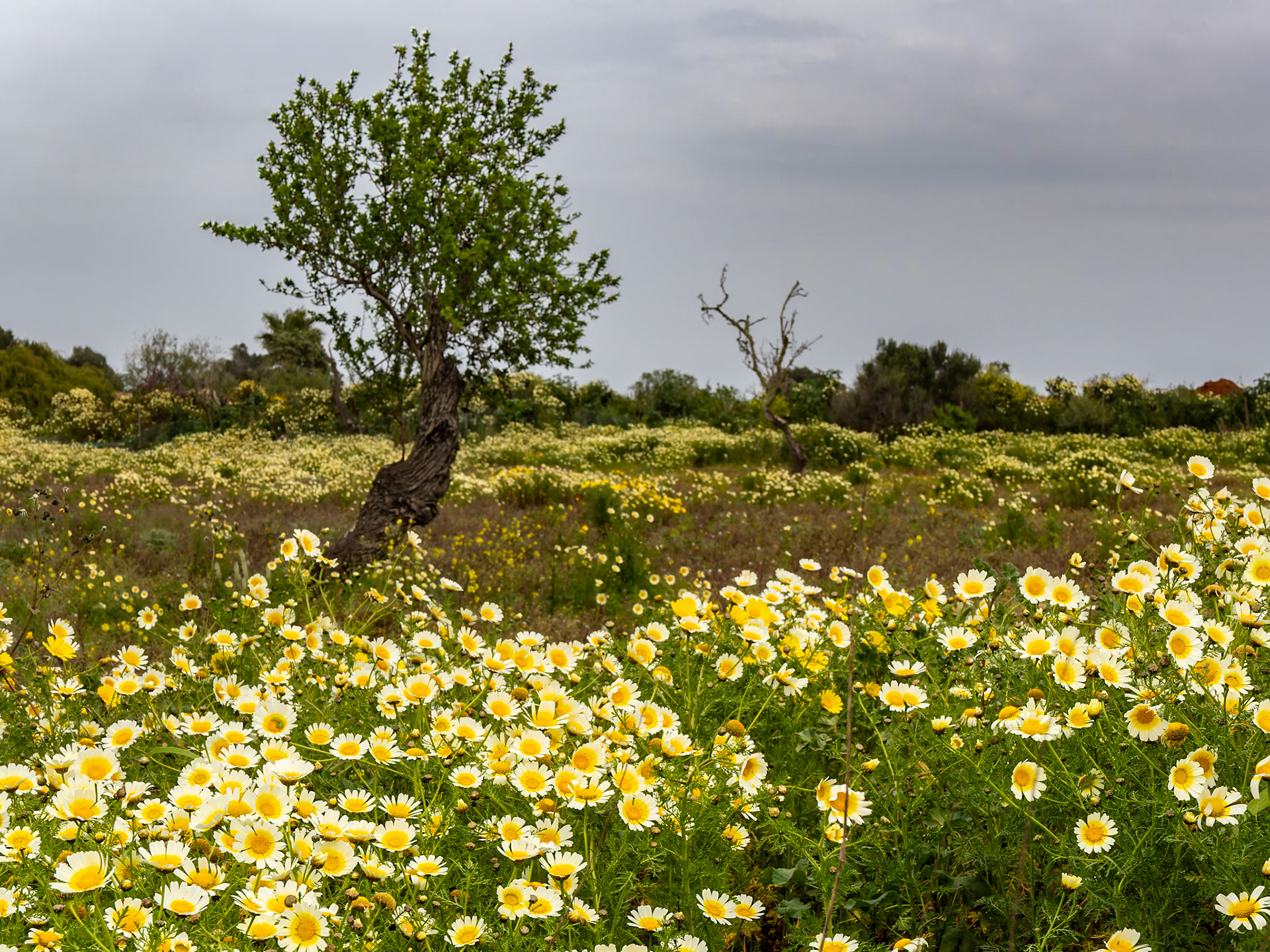 irgendwo unterwegs auf Mallorca...