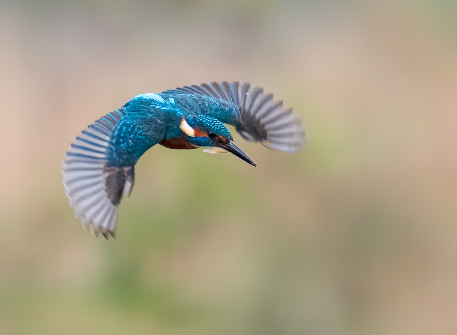 Eisvogel im Flug