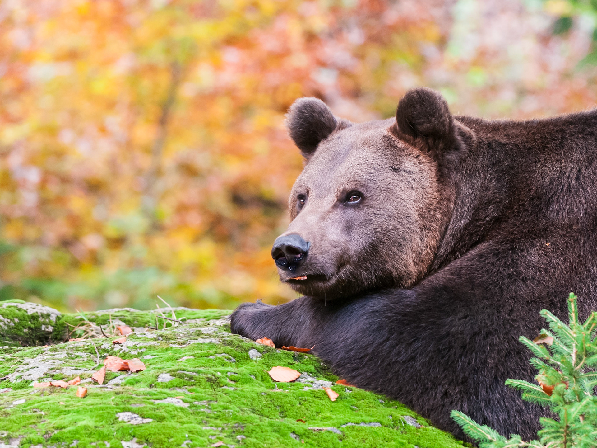 Braunbär im Herbst im Tier-Freihgehege