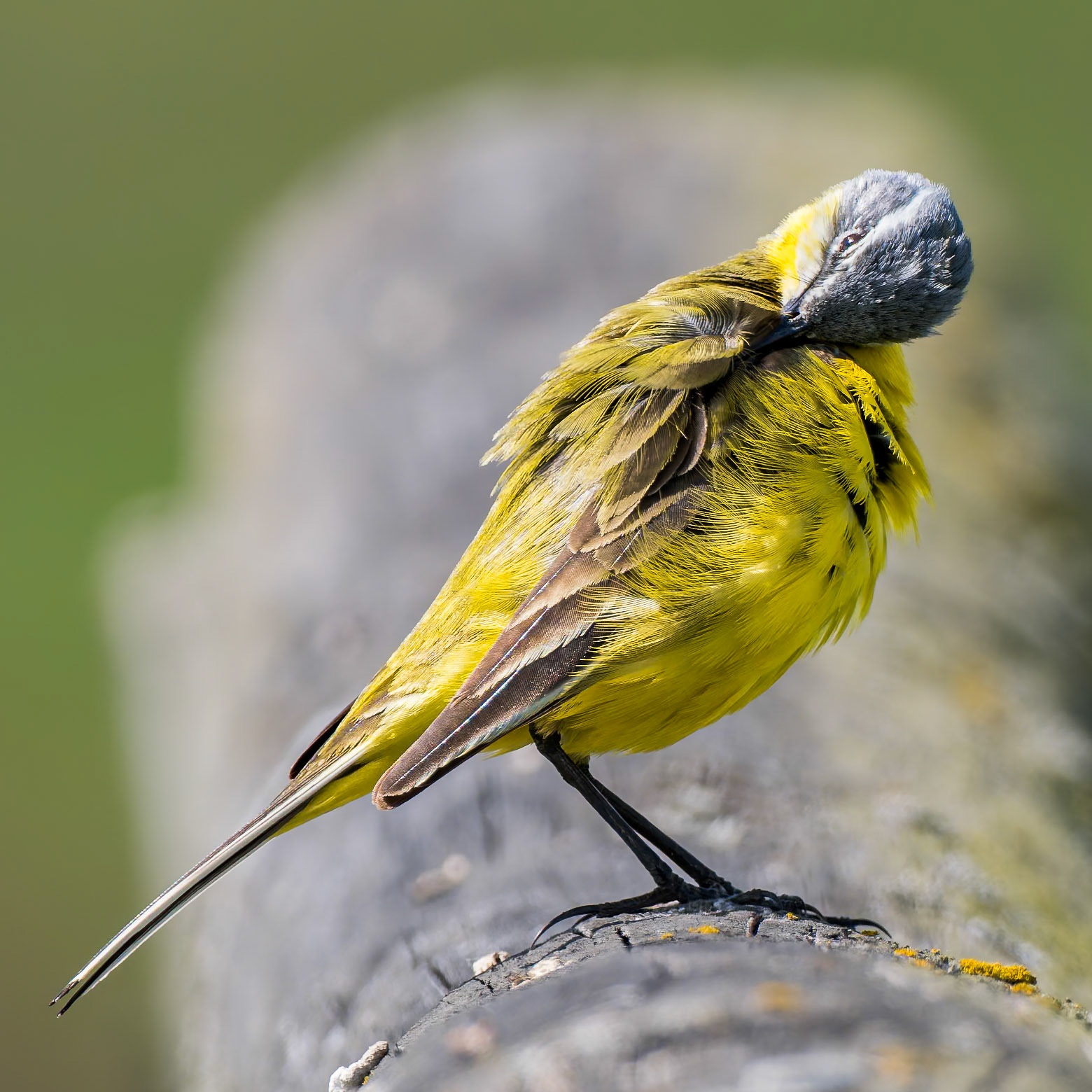 putzende Schafstelze