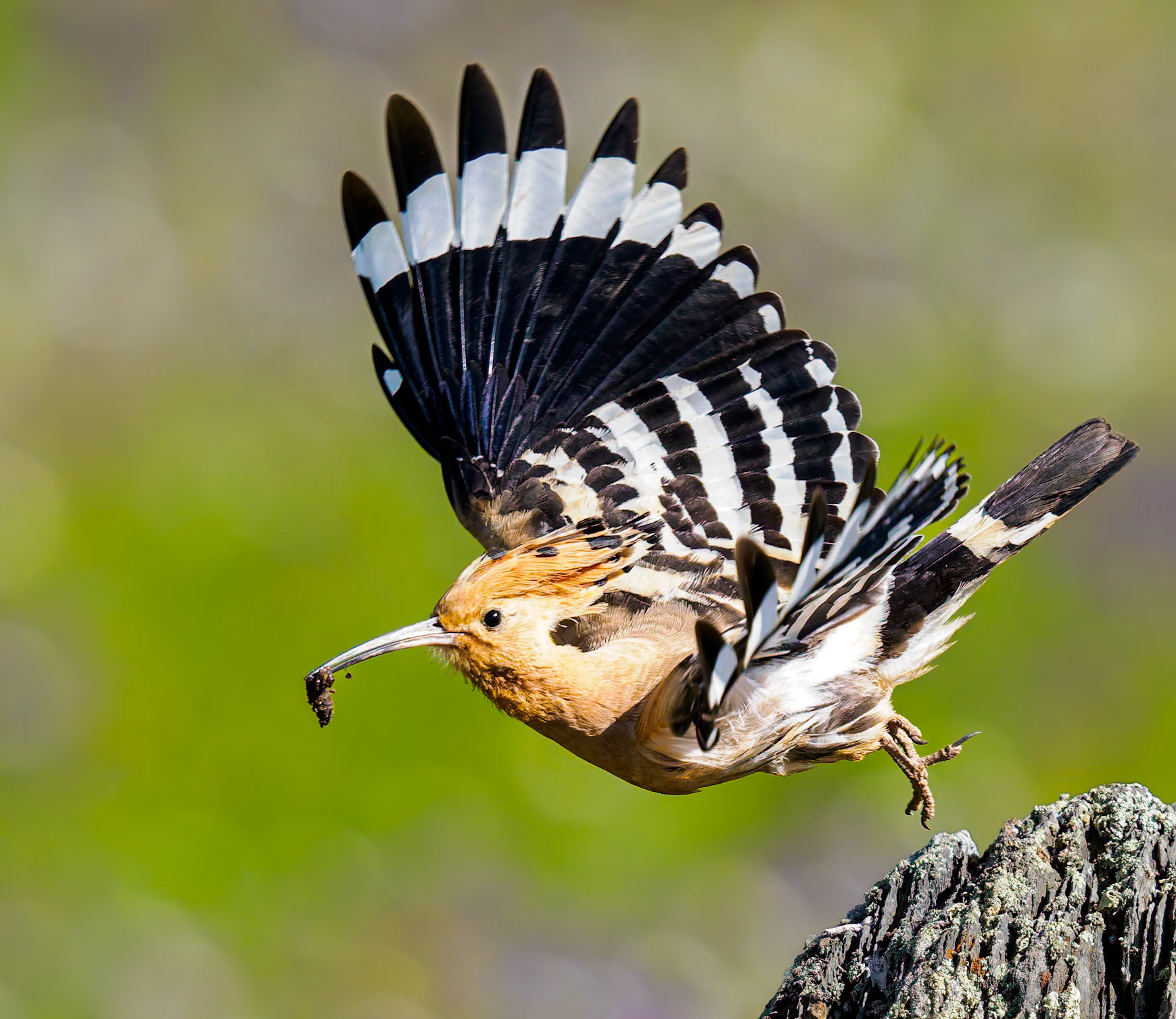 Wiedehopfbeim Abflug