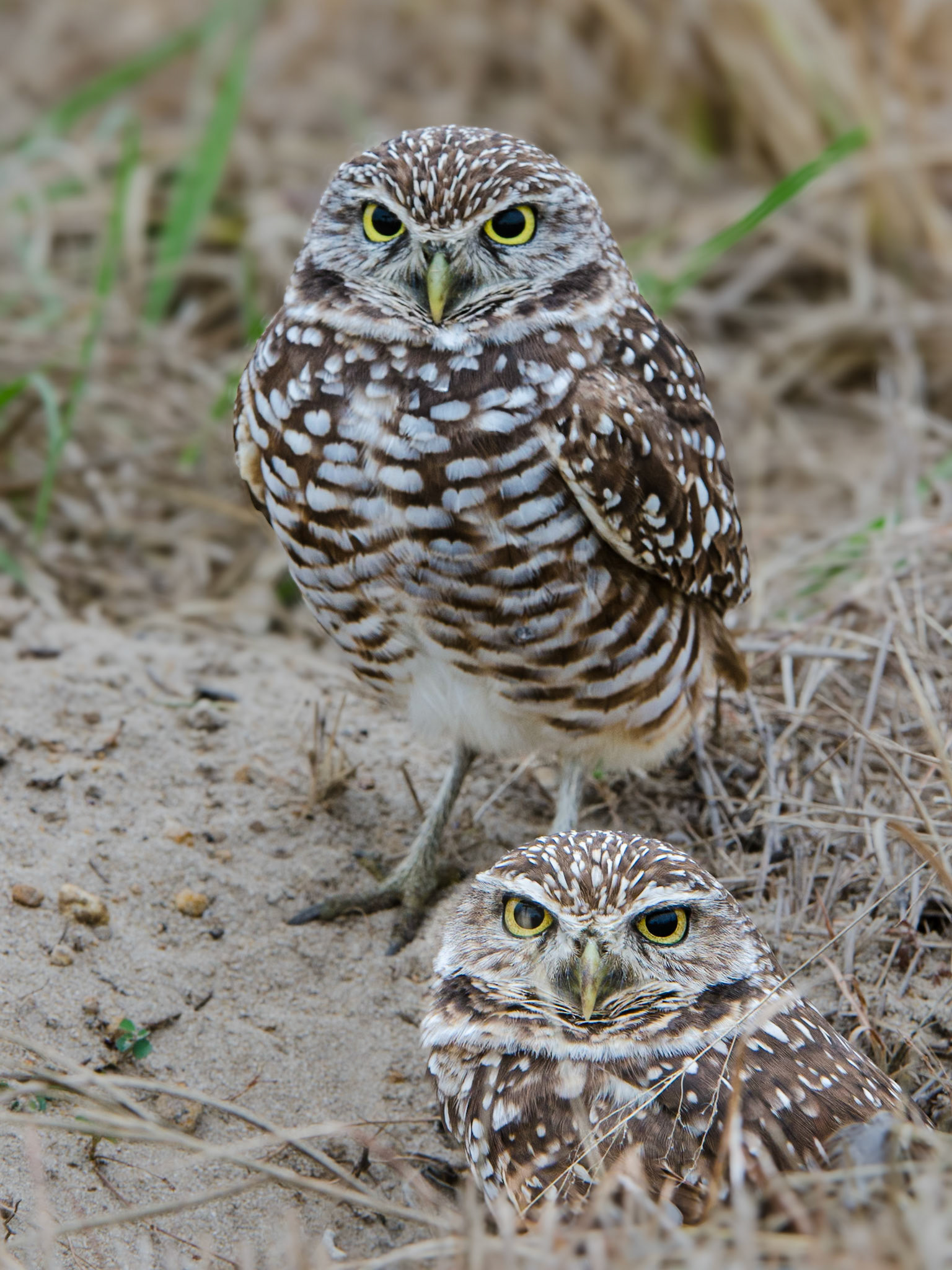 Kaninchenkäuze am frühen Morgen