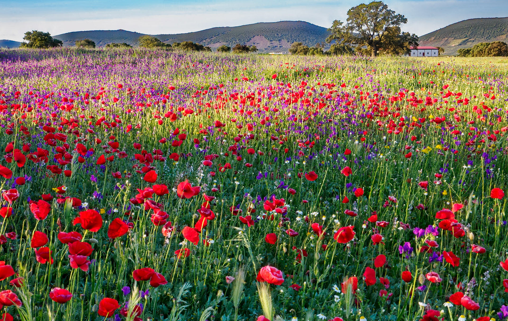 blühende Extrema Dura