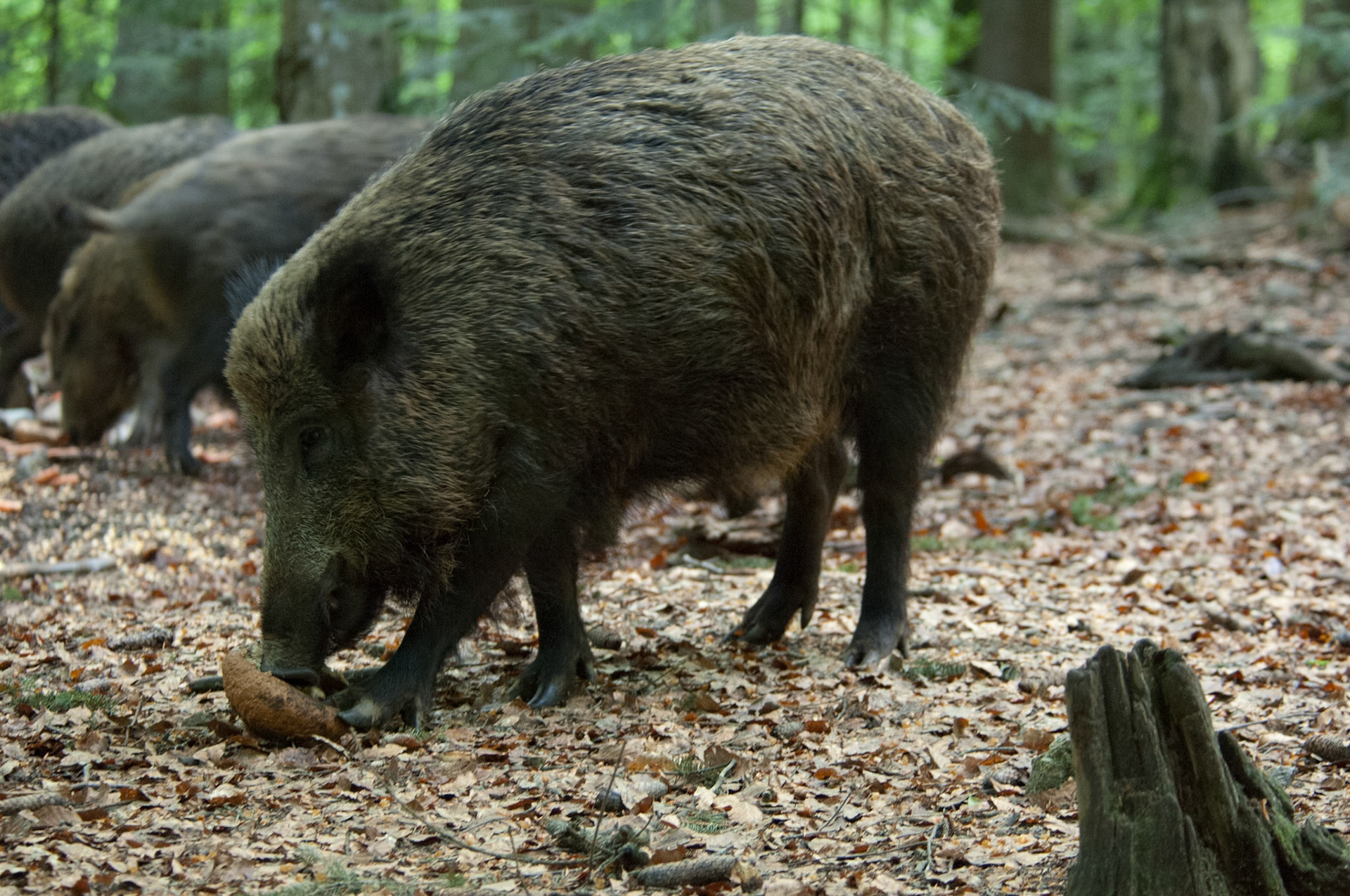 Wildschweine
