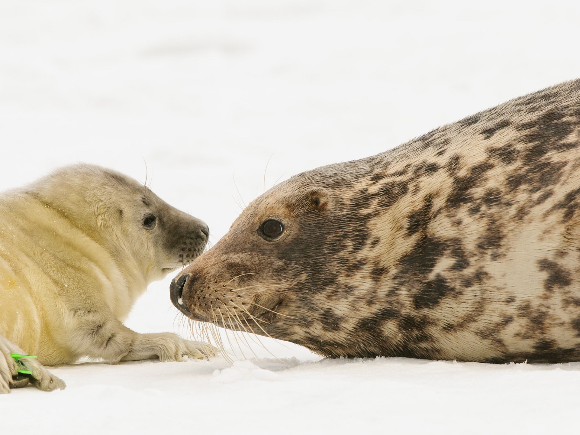 Kegelrobbe mit Jungem
