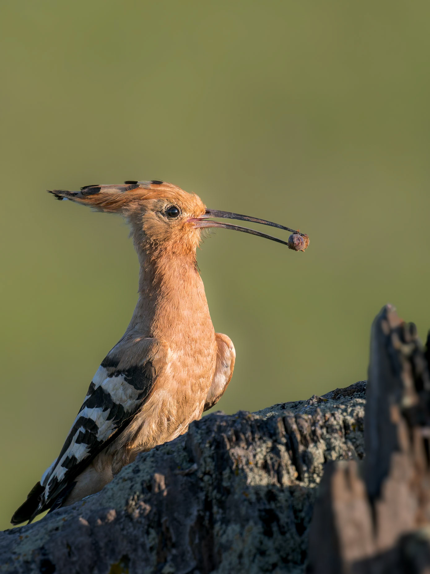Wiedehopf mit Insekt im Schnabel