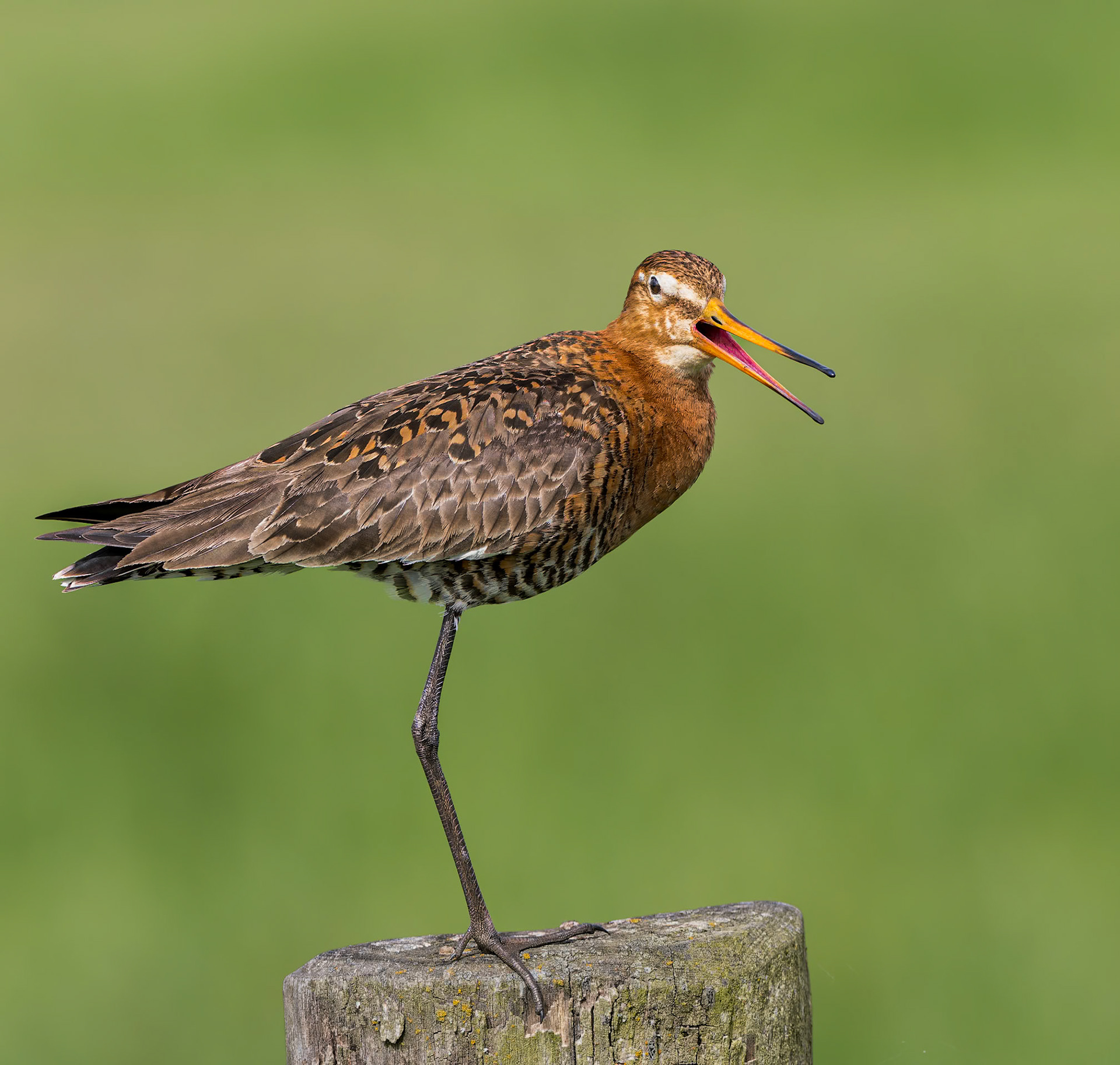 einbeinige Uferschnepfe