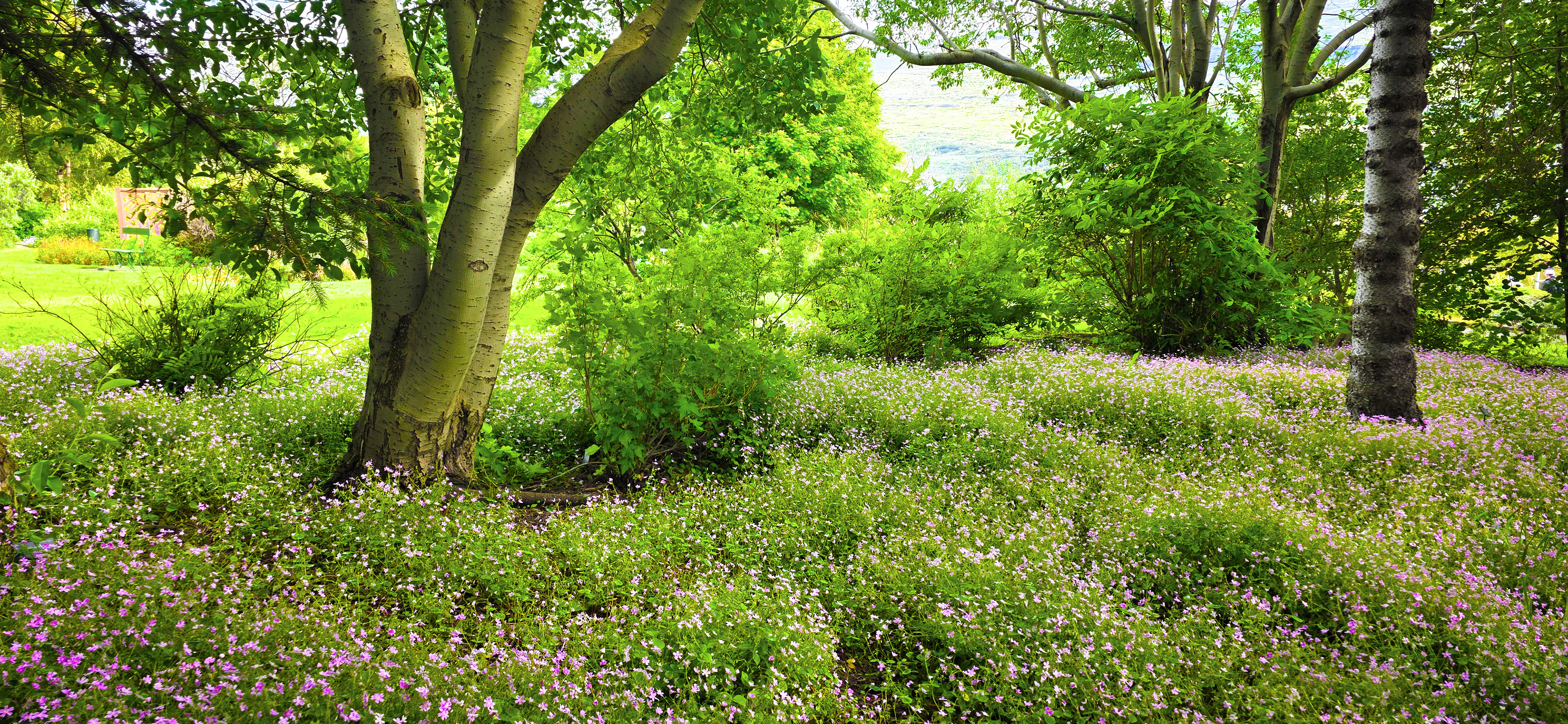 Garden  in Southern Iceland