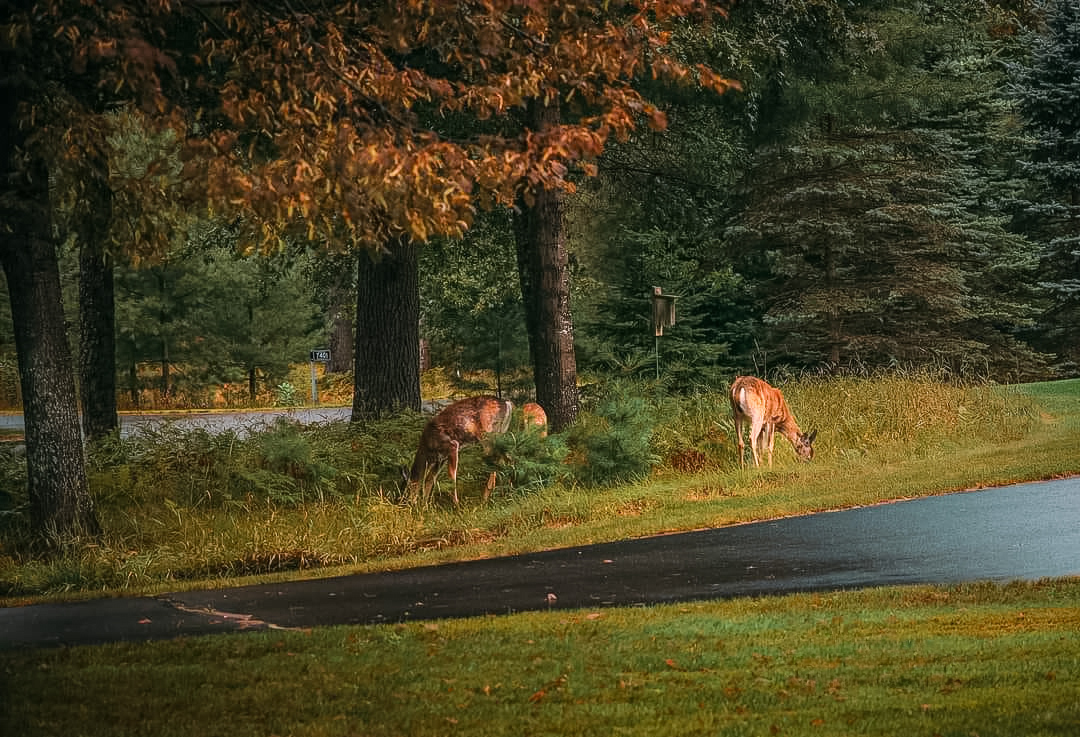 Whitetail Deer - Hazelhurst, Wisconsin