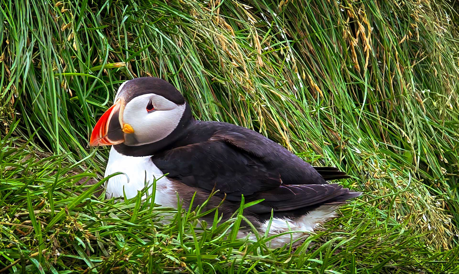 Puffin Resting