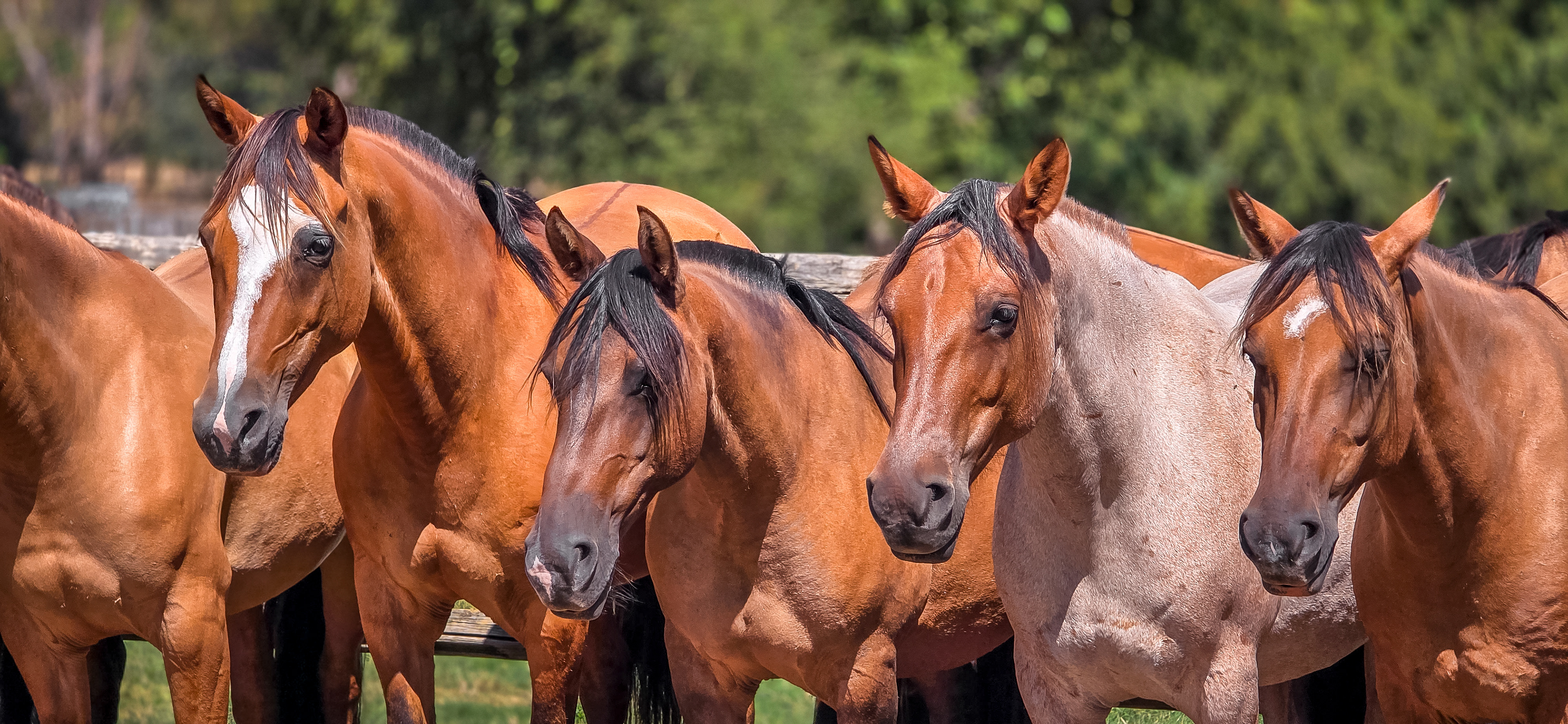Horses Standing At Attention in Uruguay 
