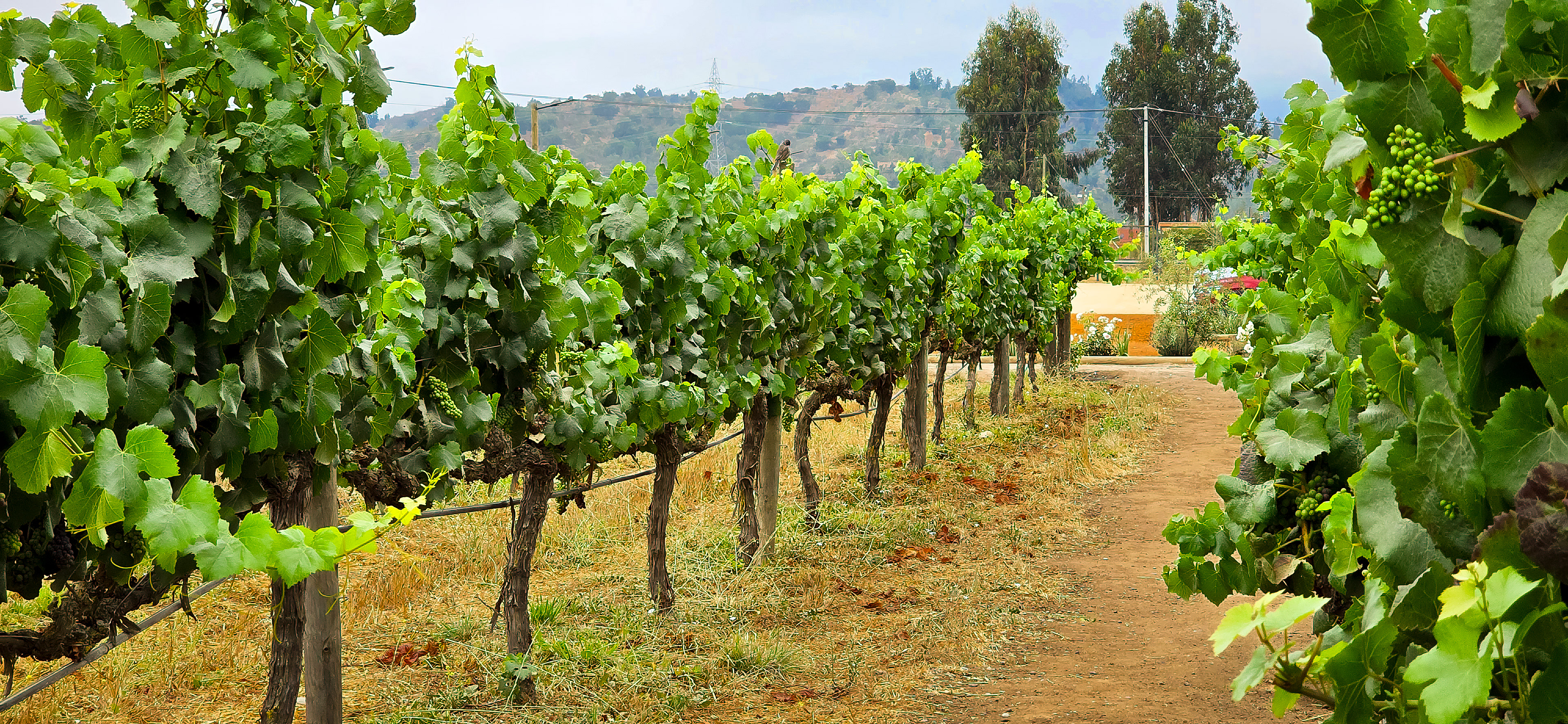 Vineyard near Puerto Madryn