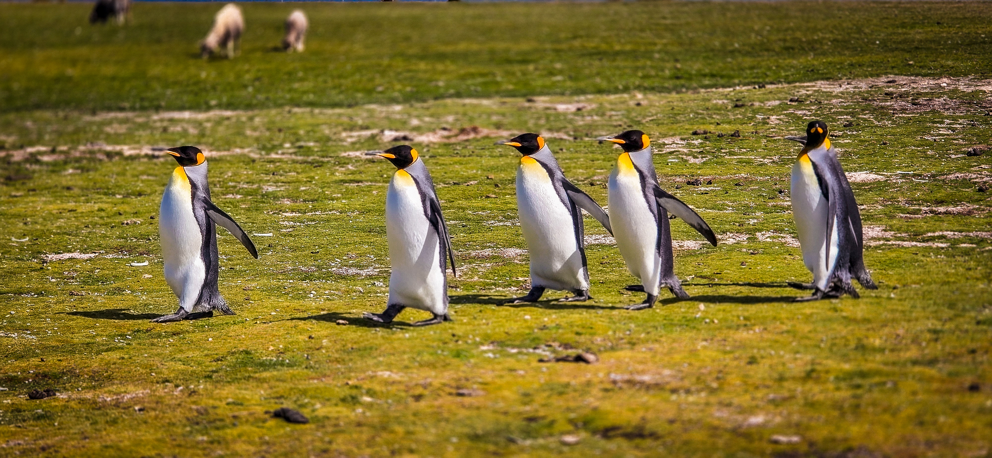 Emperor Penguins on the Falkland Islands