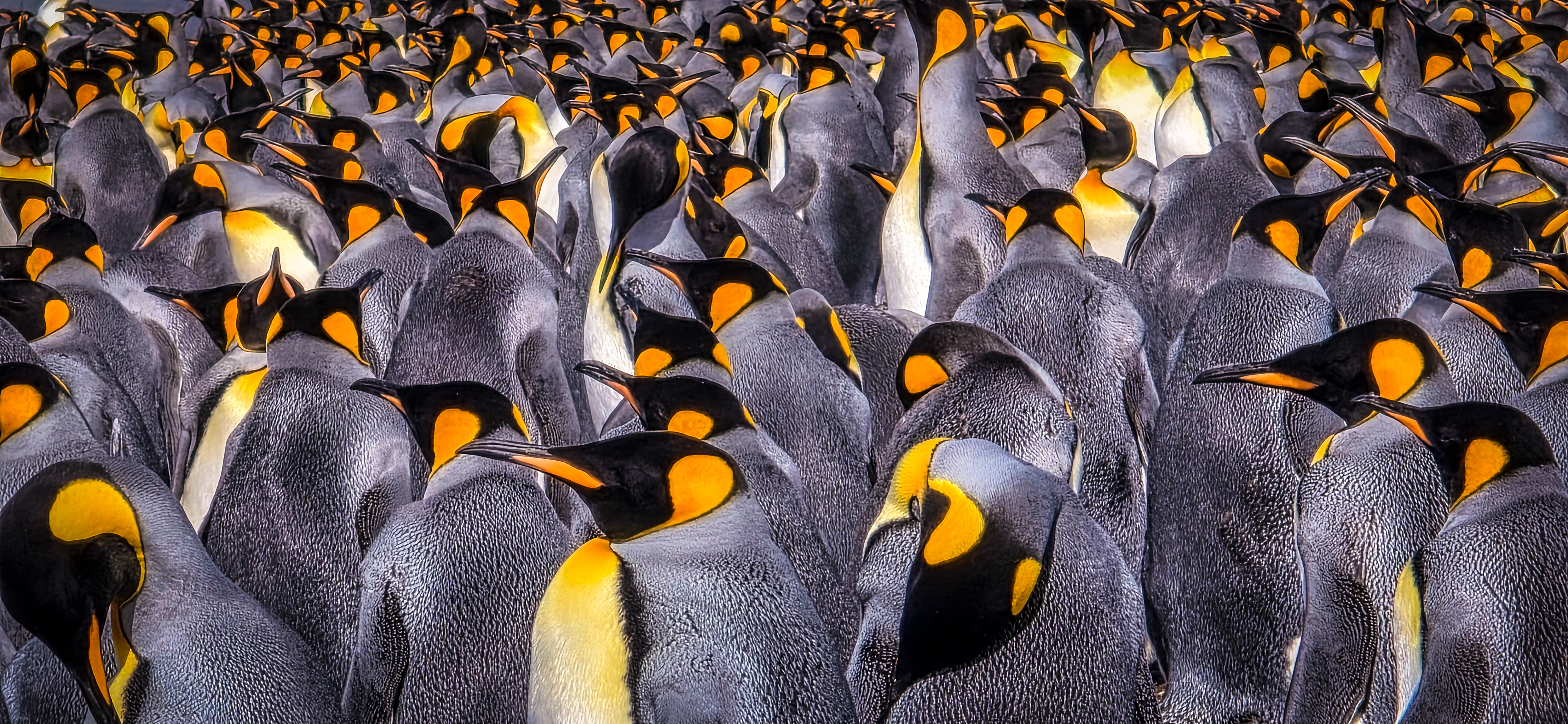 Emperor Penguins on the Falkland Islands