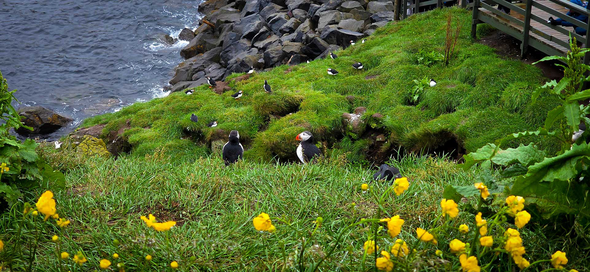 Puffin Colony