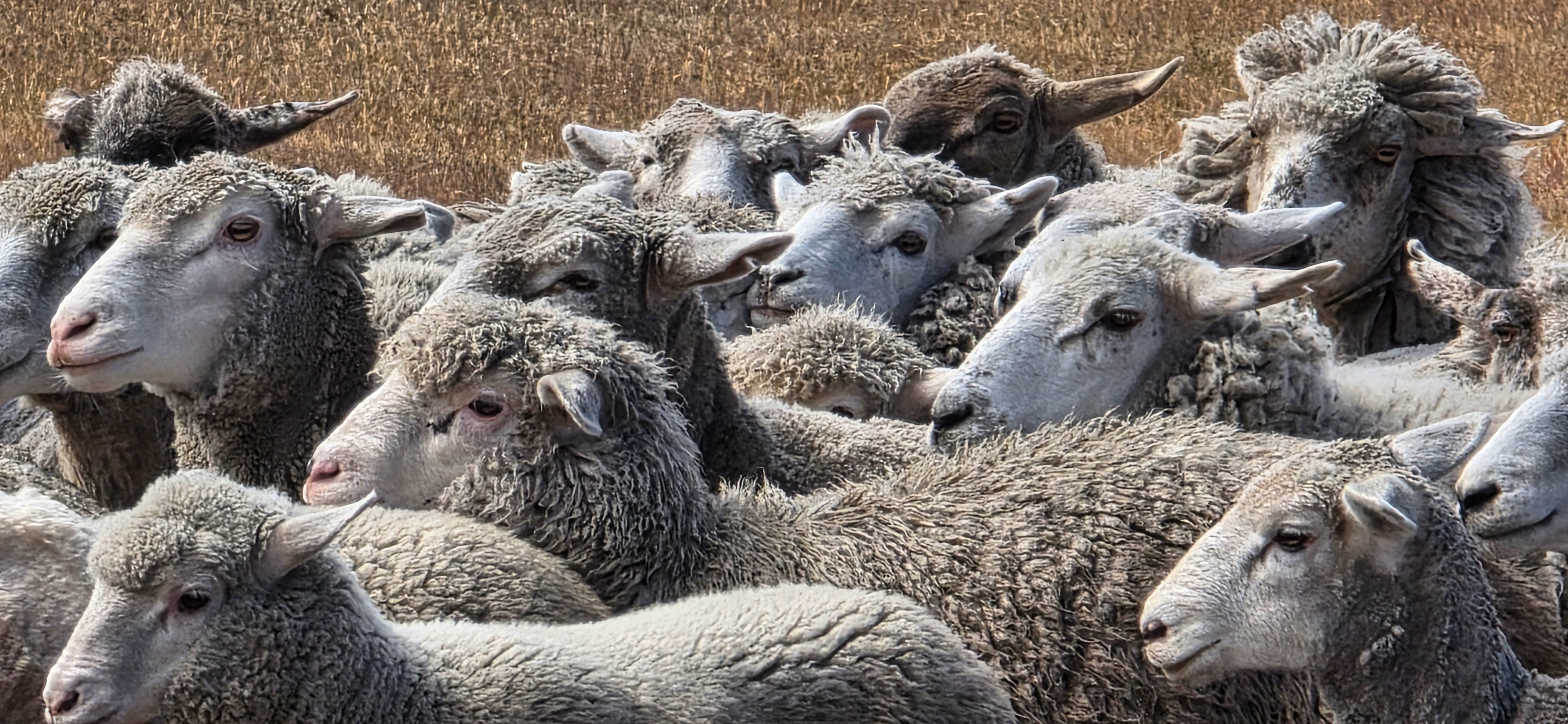 Patagonian Farm Experience