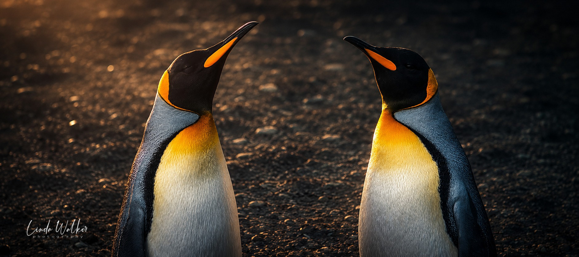 Emperor Penguins