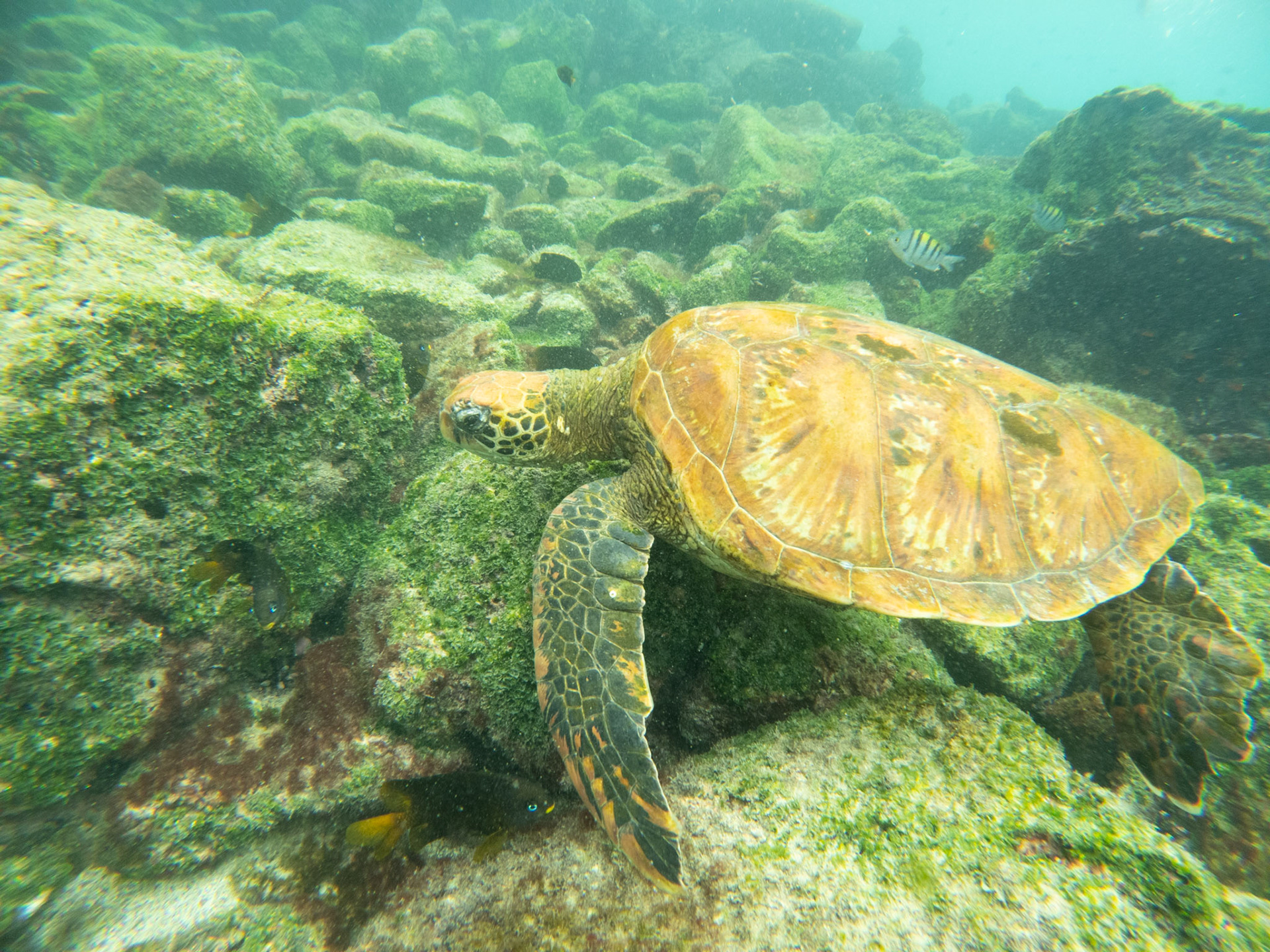 C:\DCIM\100GOPRO\GOPR5634.GPR