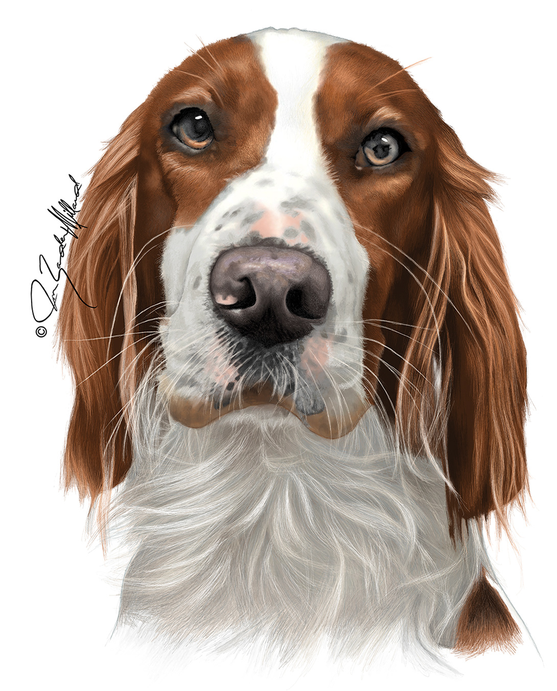 Irish Setter dog portrait Esme by Joan Zander Millard,ZeeeArts