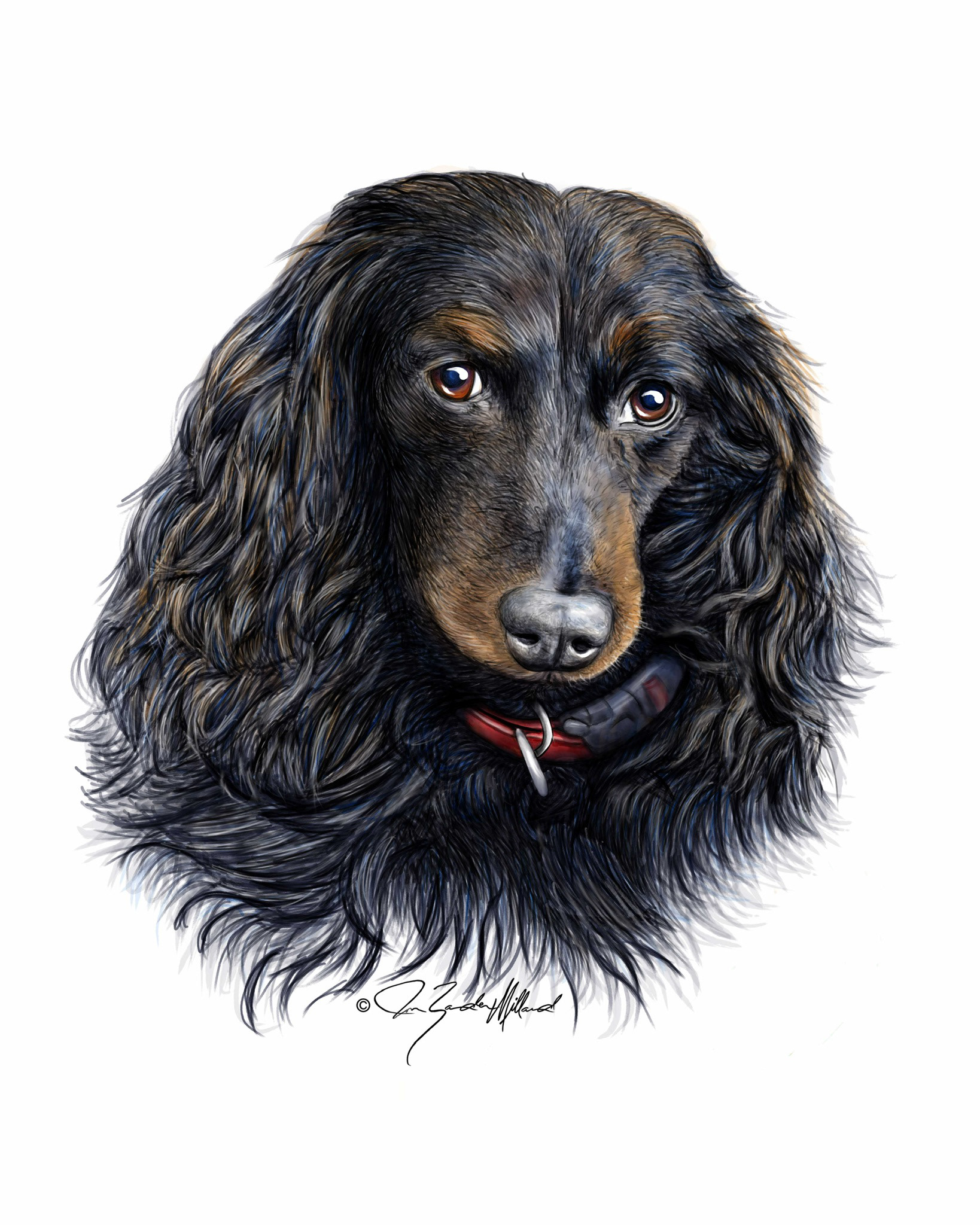 Pet portrait of Maxwell by Joan Zander Millard, ZeeeArts