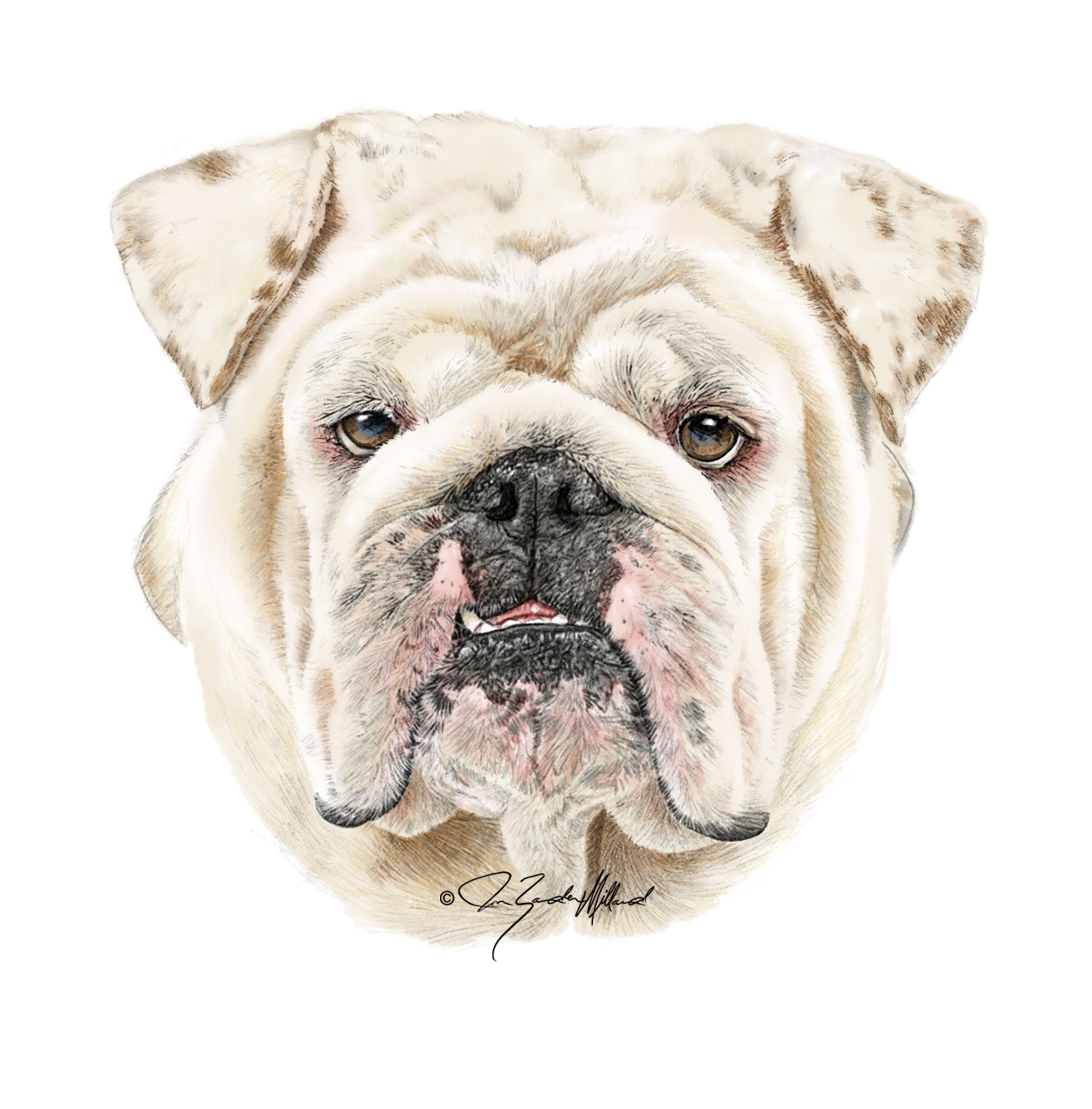 Pet portrait by Joan Zander Millard, ZeeeArts