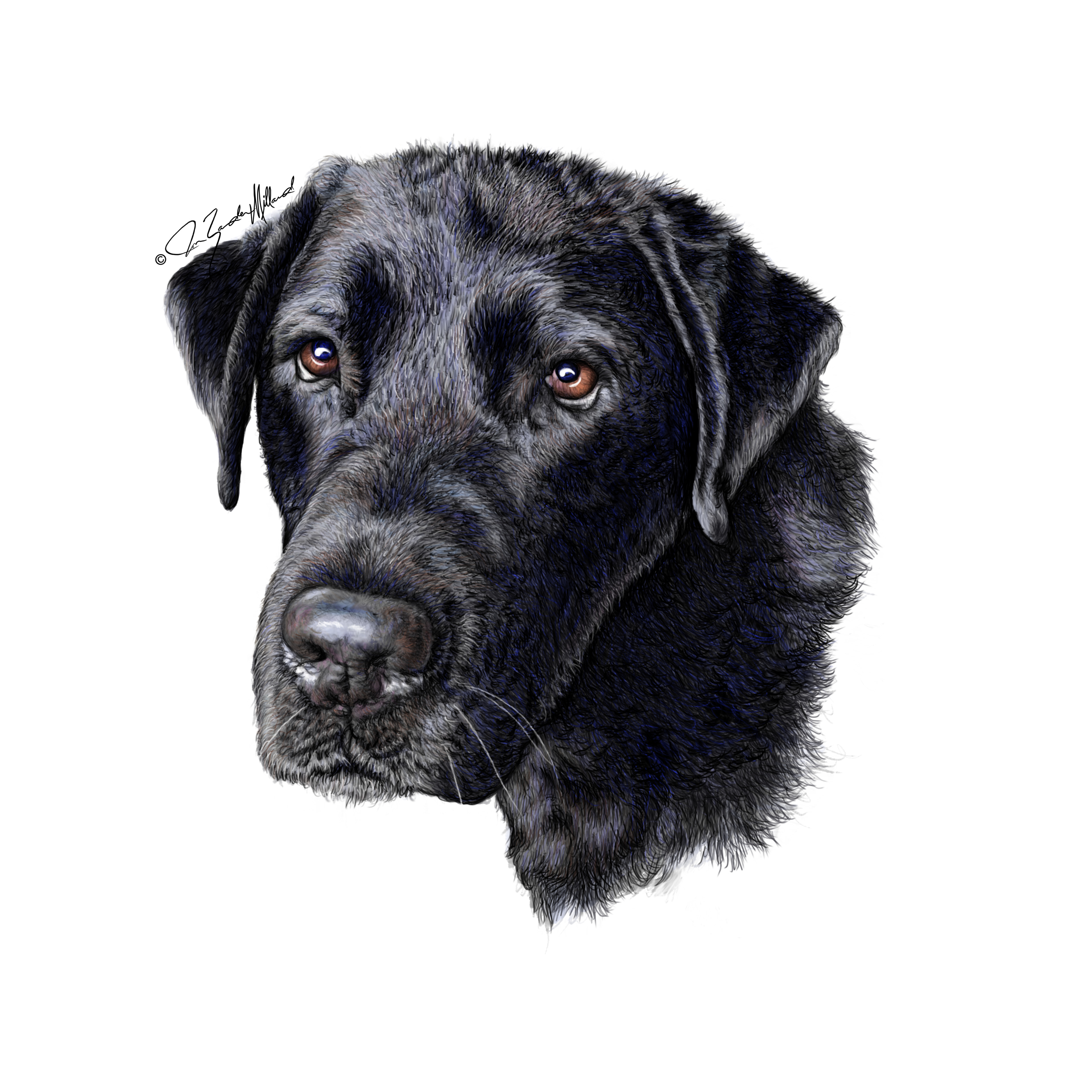 Dog portrait Seamus by Joan Zander Millard, ZeeeArts