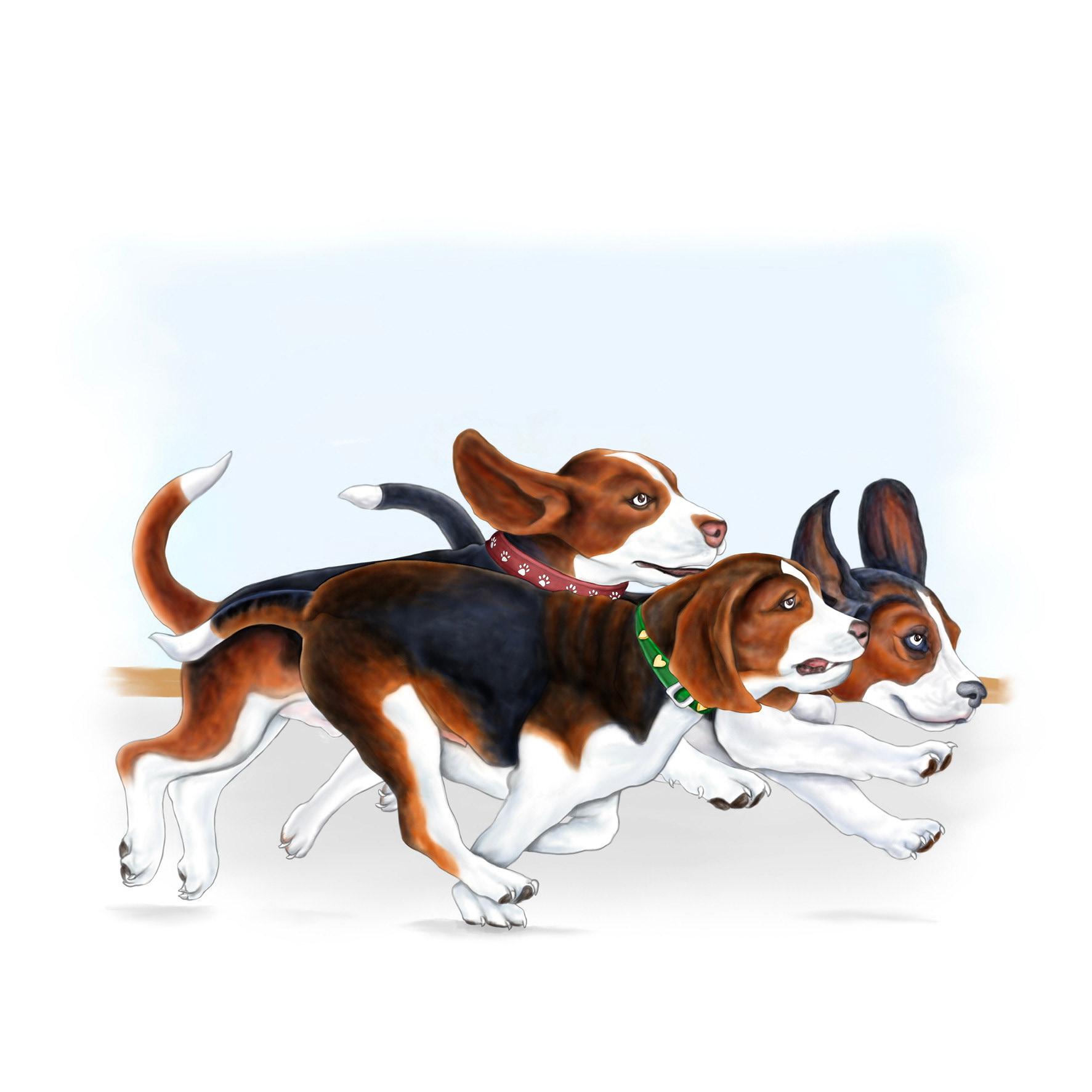 The beagle dogs running