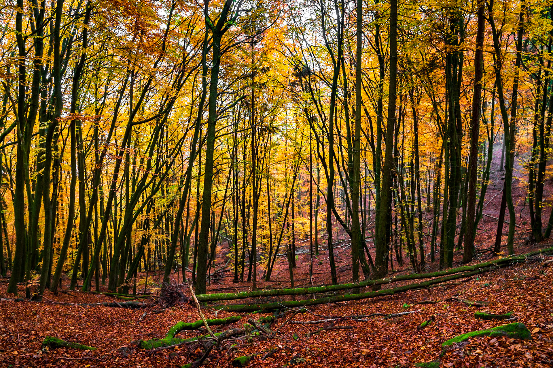 Herbstlicher Wald beim Bismarckturm