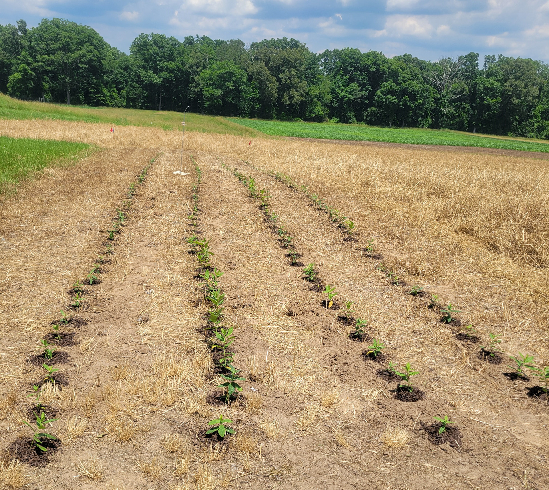Established common milkweed plants in Beltsville.