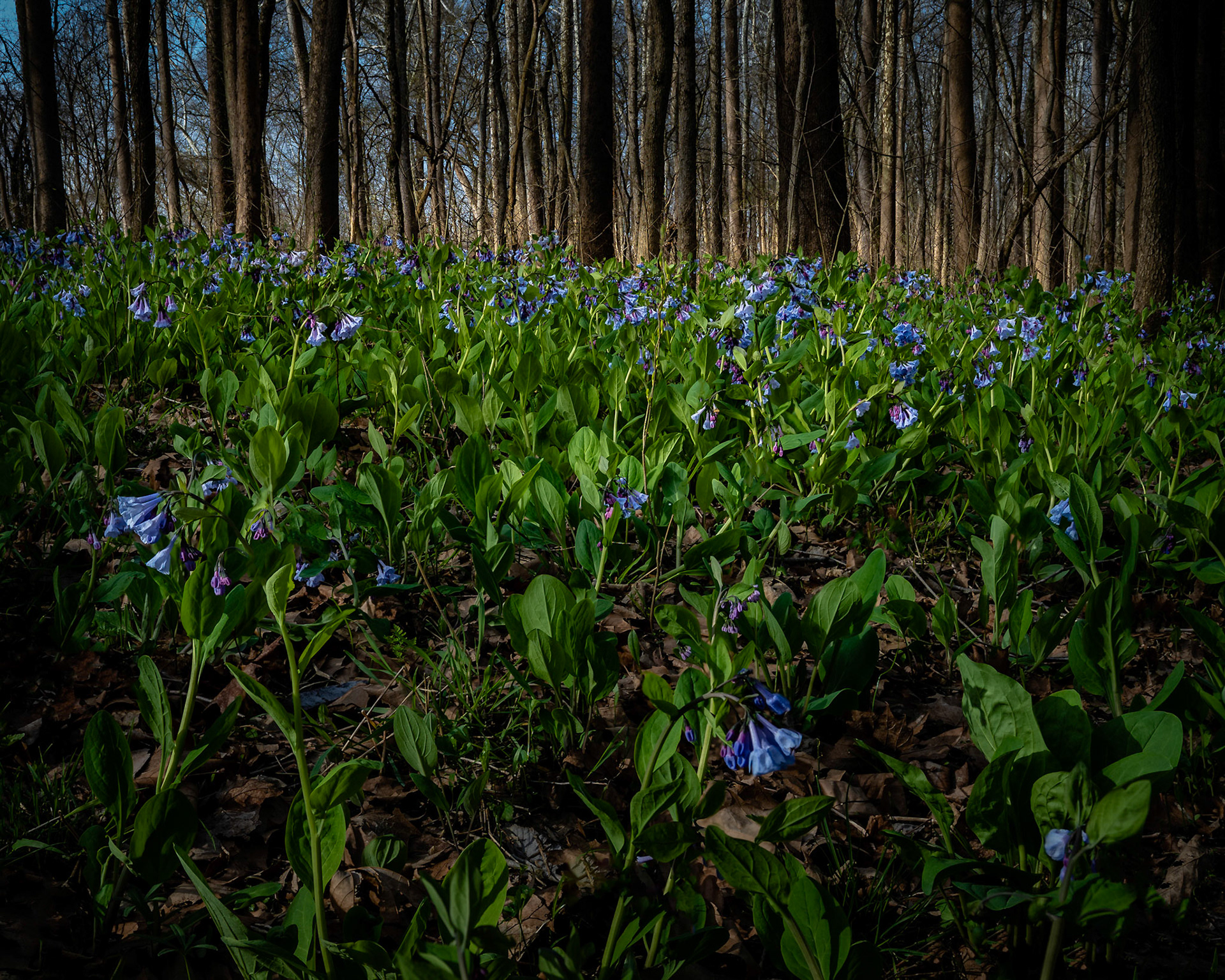 Shaw Reserve Bluebells