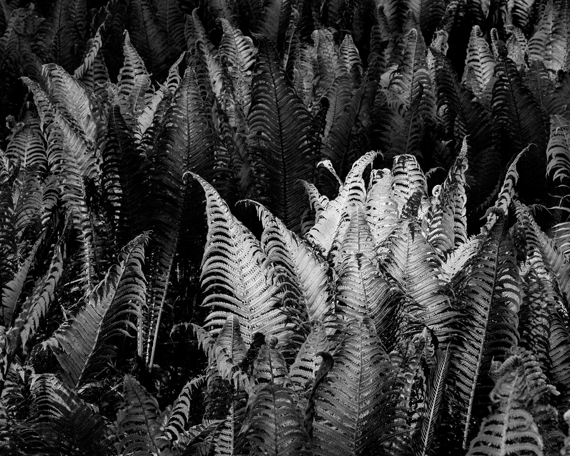 Shaw Reserve Ferns