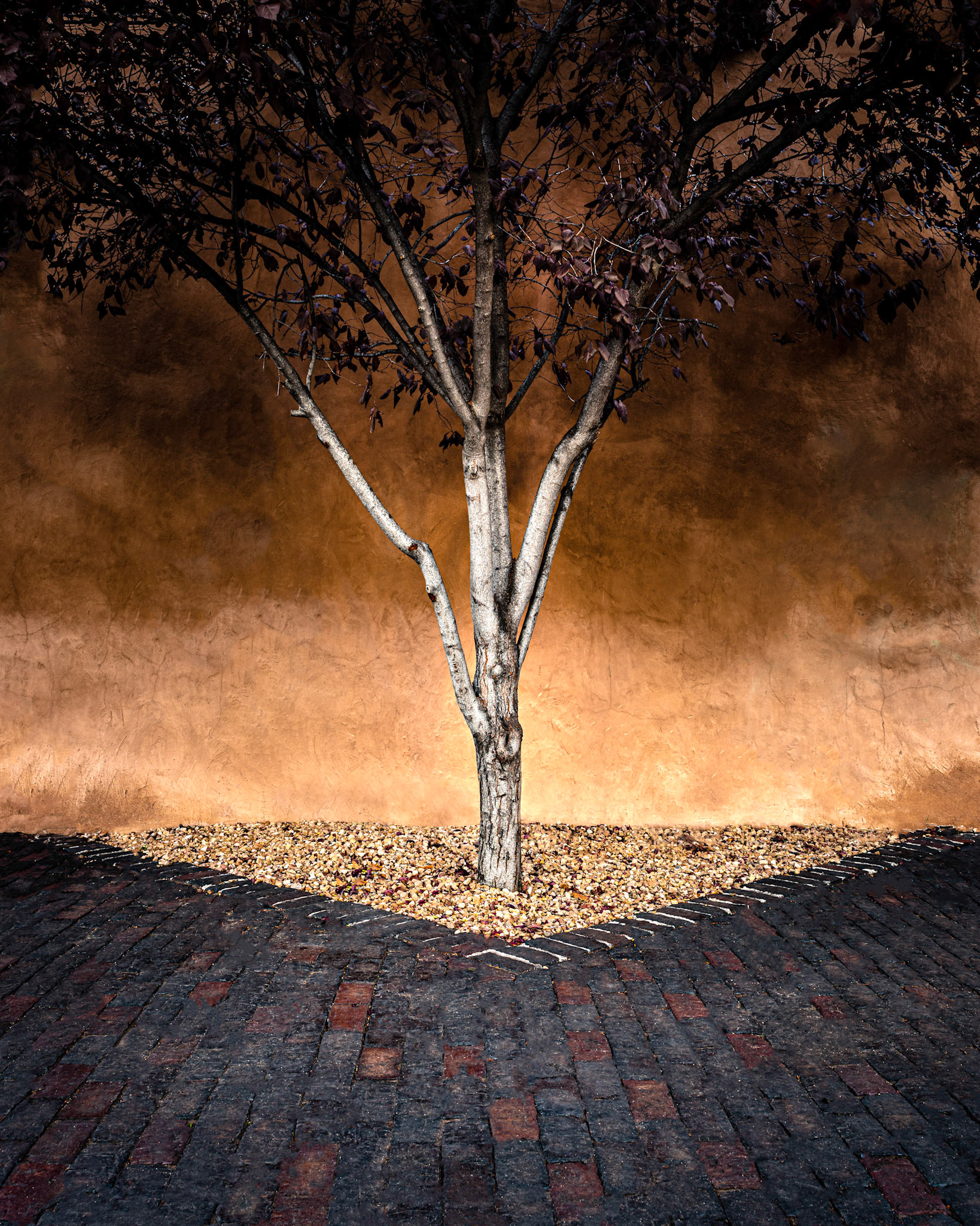 Santa Fe Tree in Courtyard