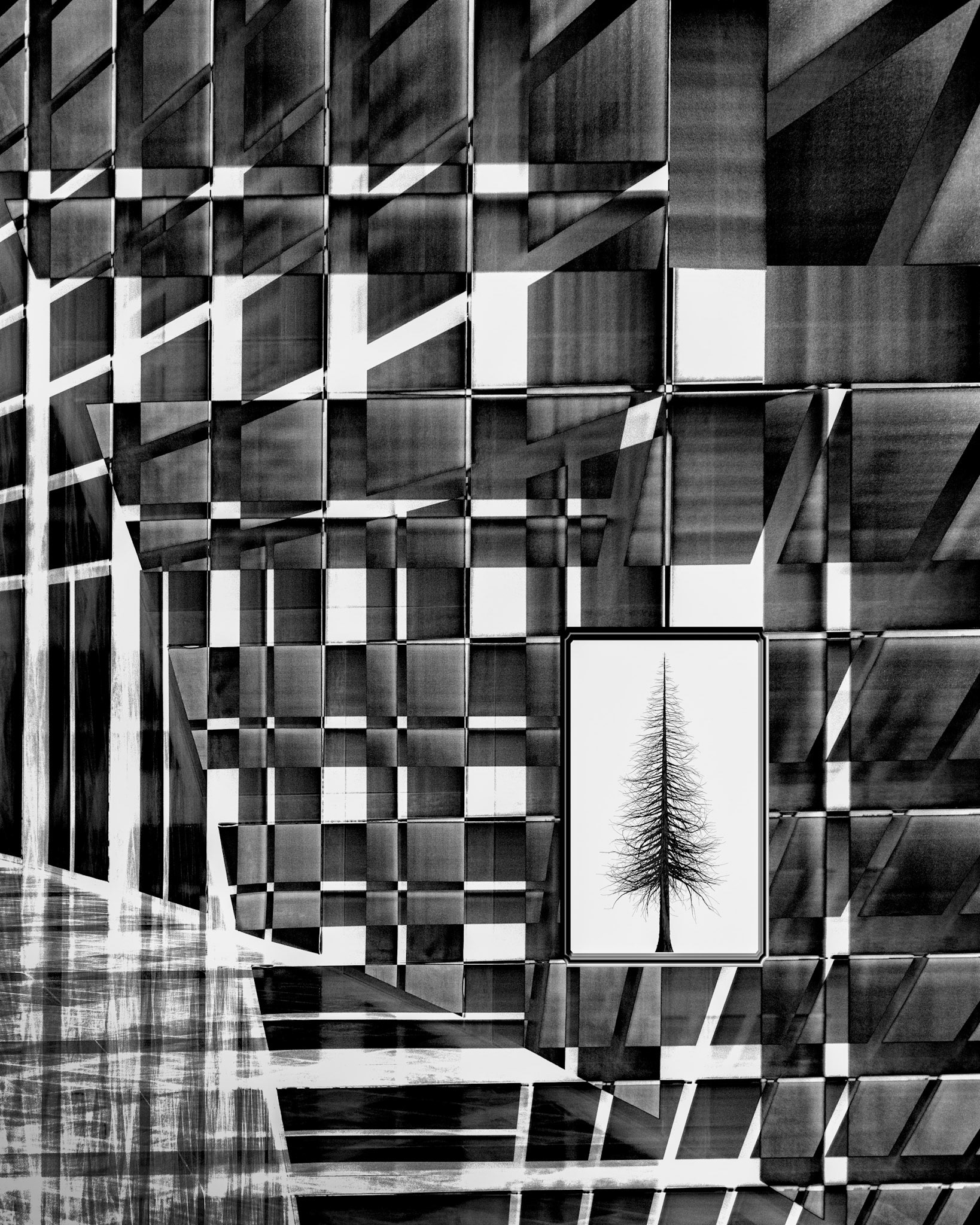 Tree at Crystal Bridges