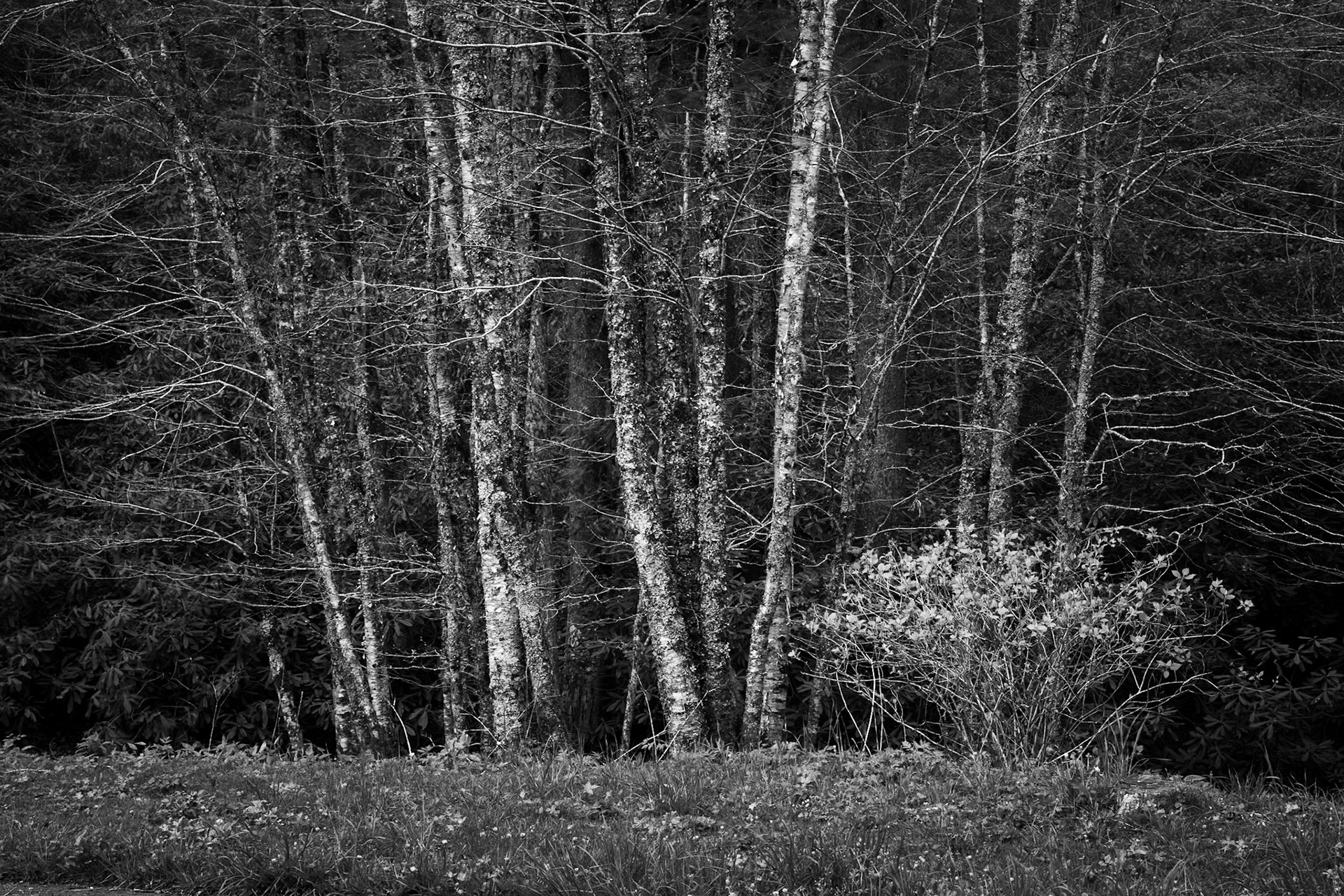 Morton Overlook Number 4