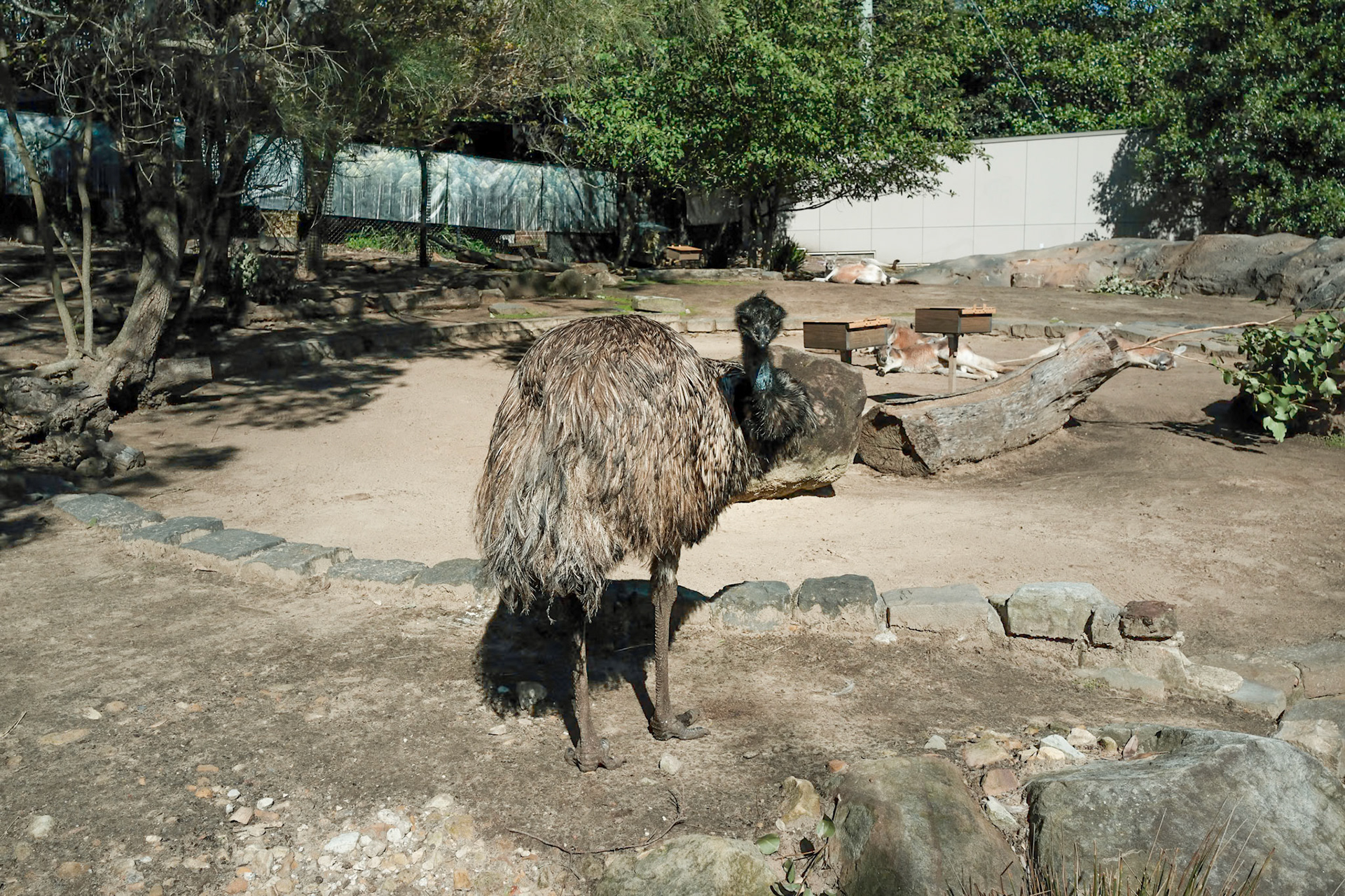 EMU
