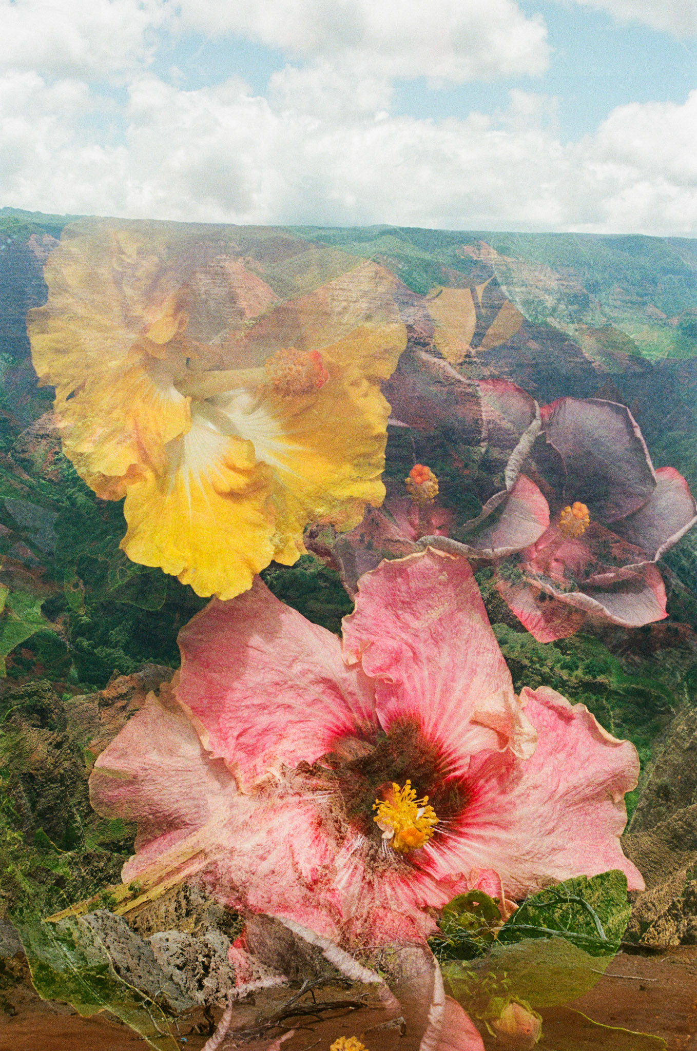 Waimea Sinking into Bloom