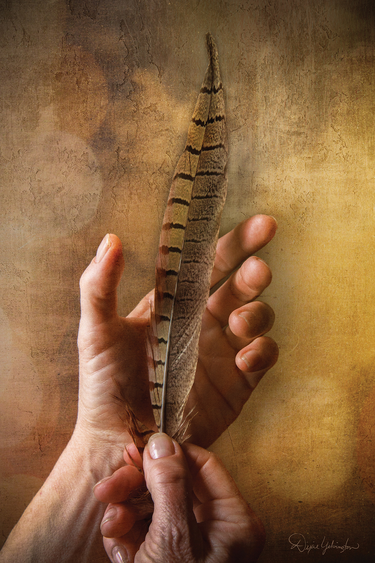 Julie's Pheasant Feather