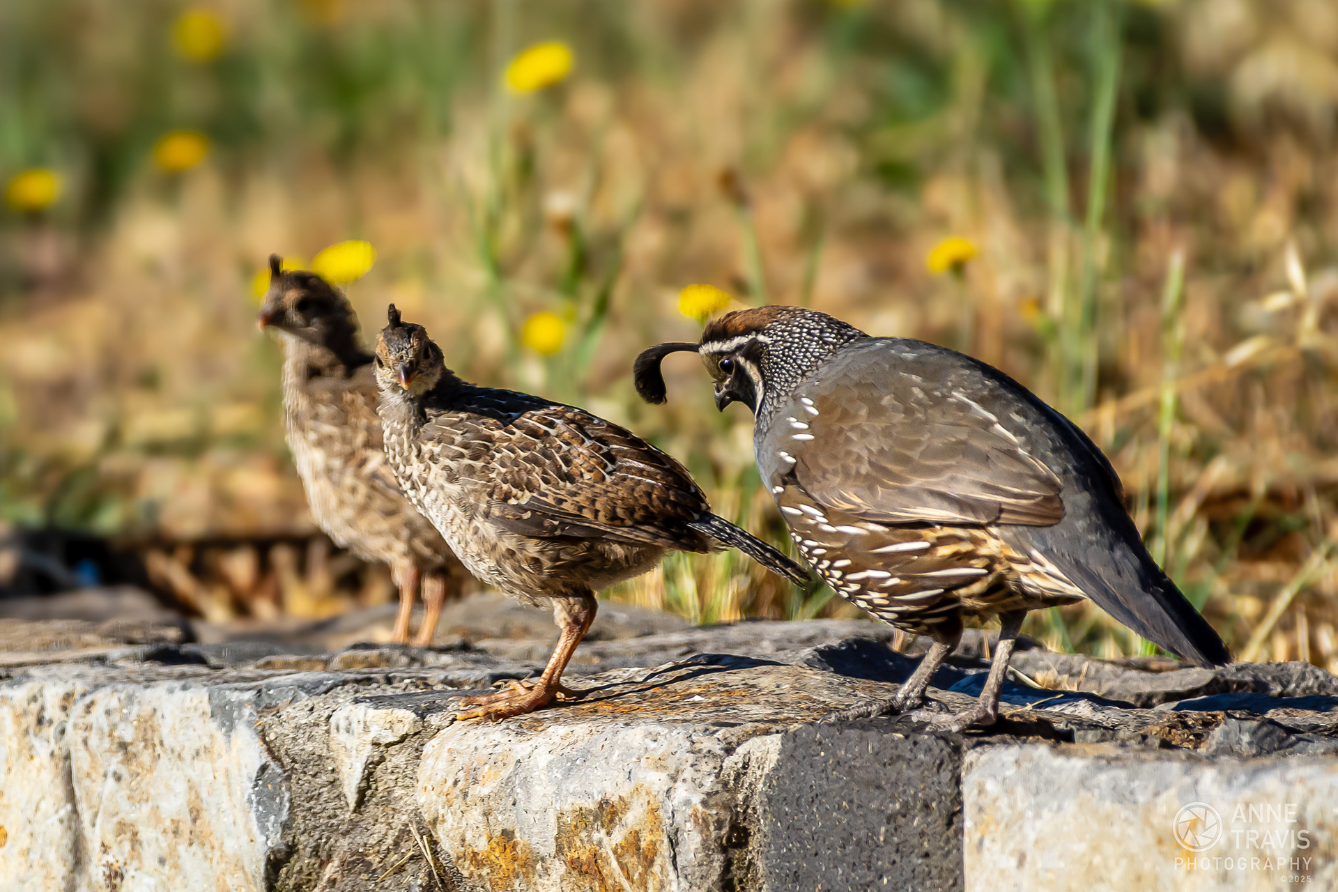 California quail (adult and juveniles)